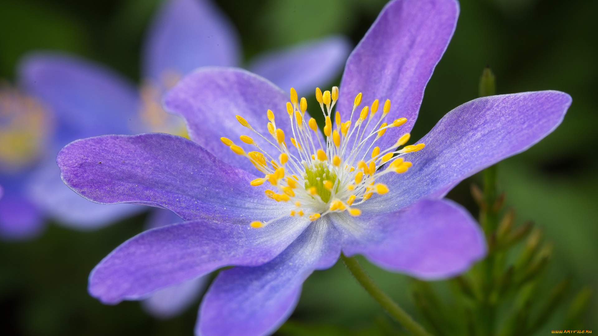 цветы, ветреницы, , печёночницы, цветок