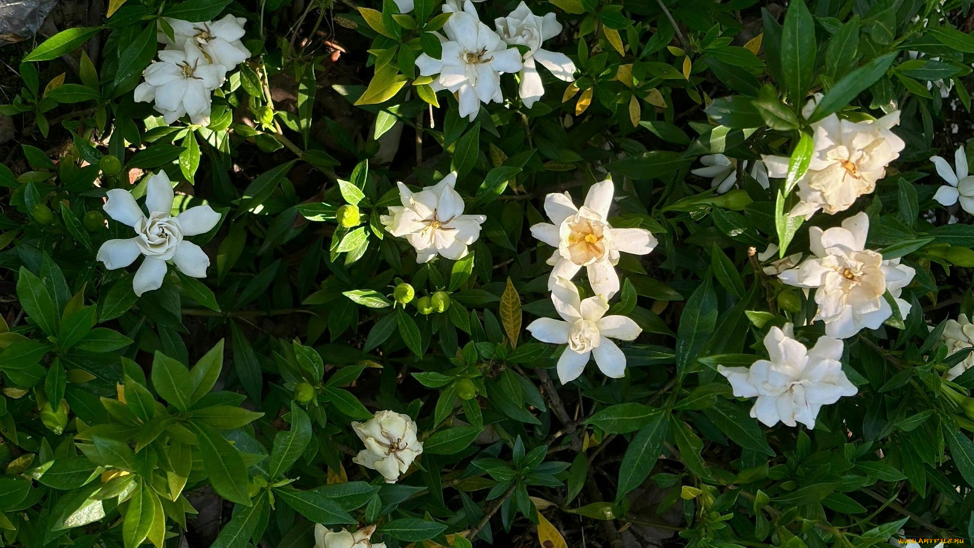 цветы, жасмин