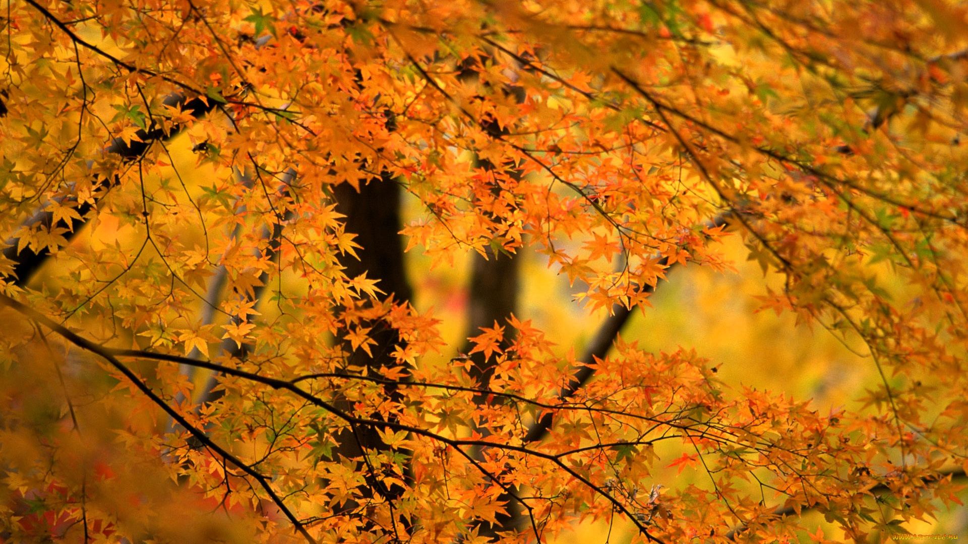 природа, лес, осень, деревья