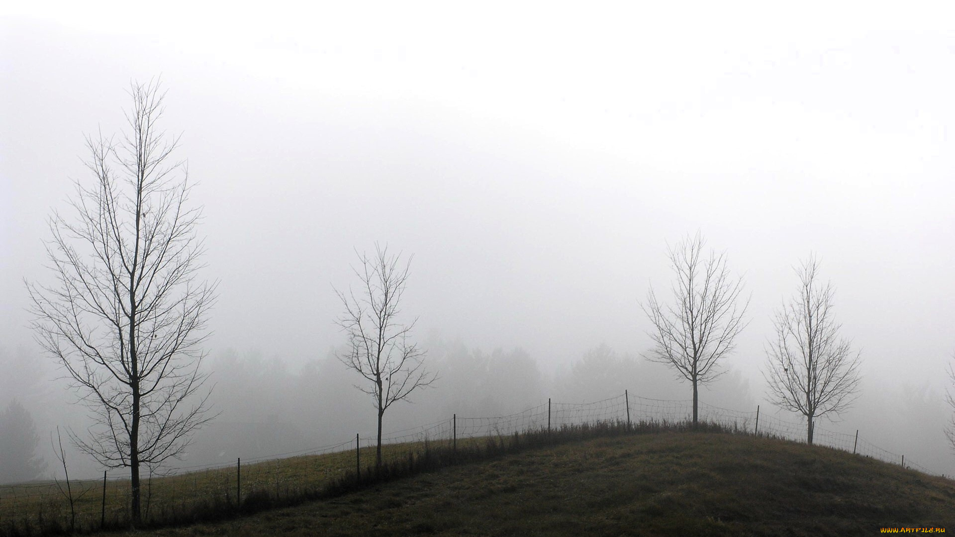 природа, луга, деревья, туман, забор