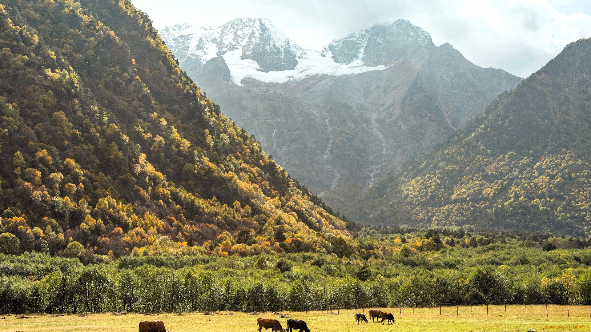 животные, коровы, , буйволы, корова, стадо, луг, трава, забор, горы, осень, лес