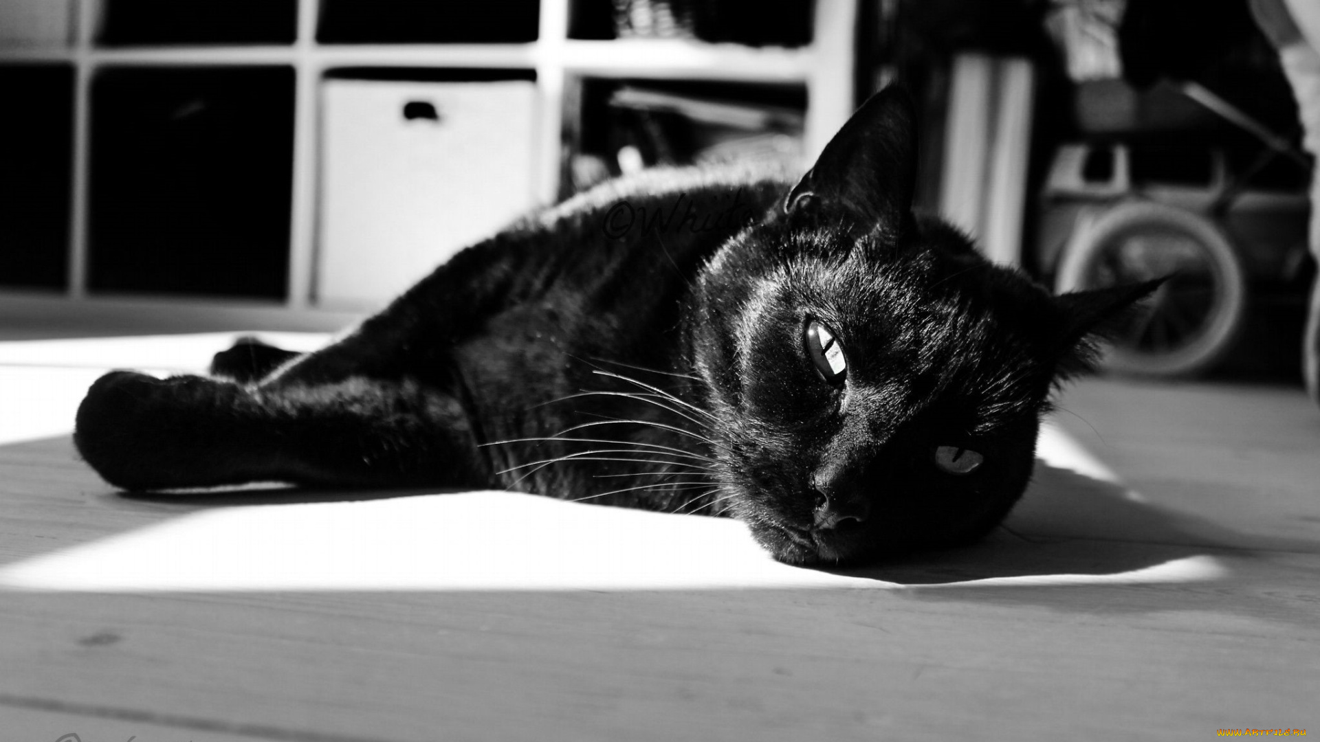 животные, коты, кот, черный, пол, шкаф