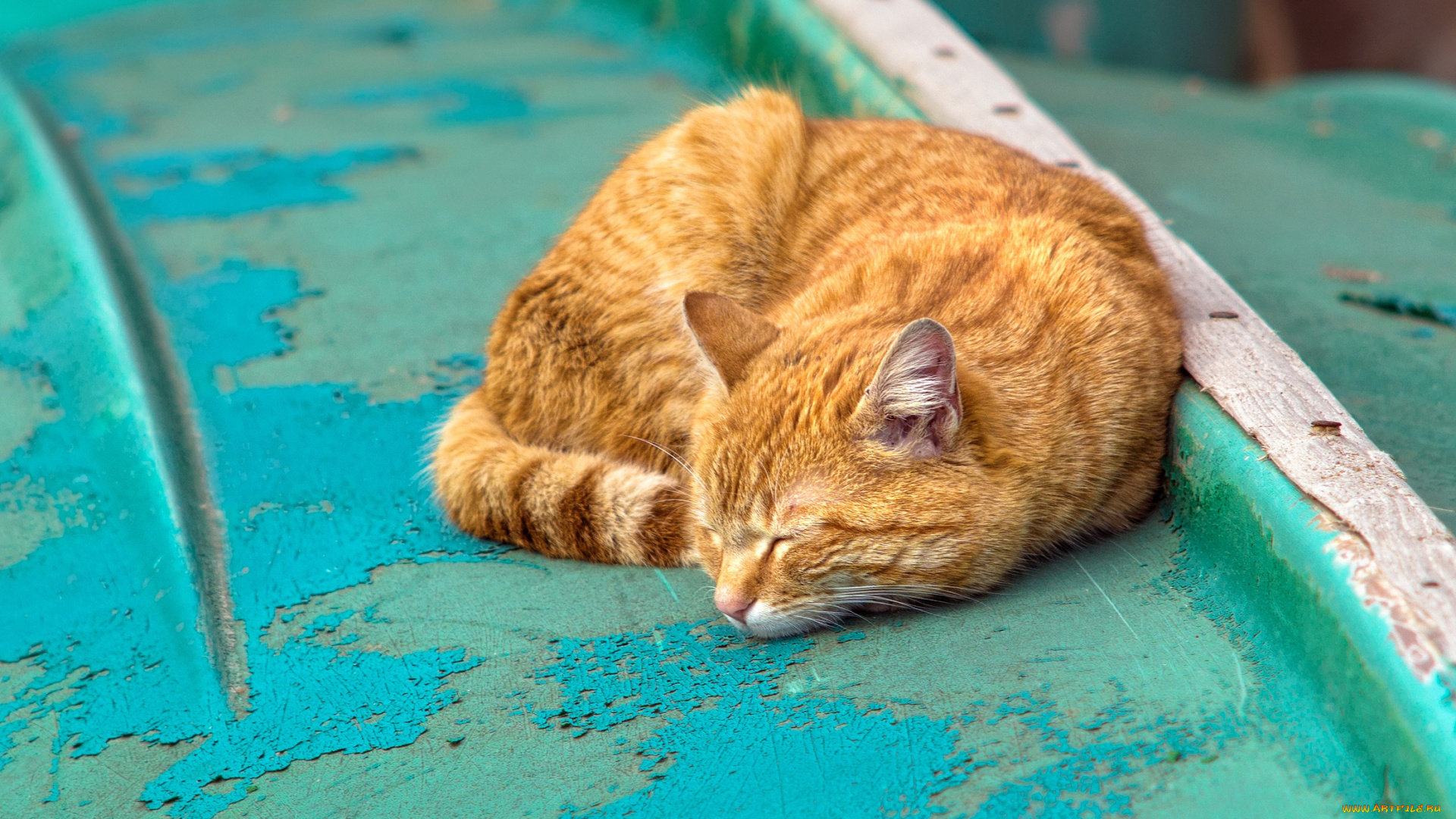 животные, коты, кот, кошка