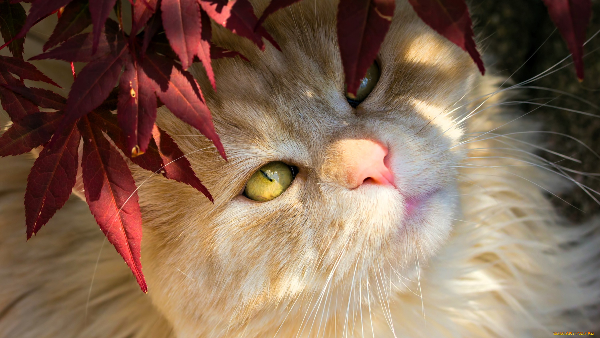 животные, коты, кот, листья, осень, ветки