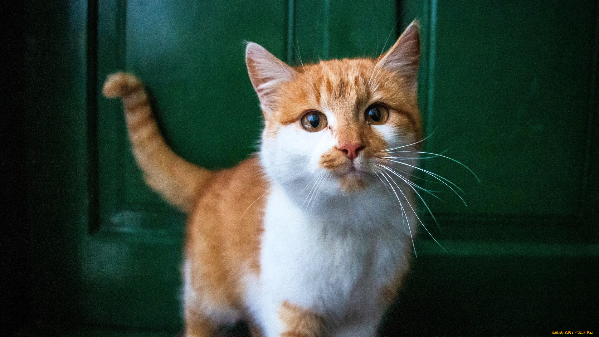 животные, коты, кот, рыжий, дверь