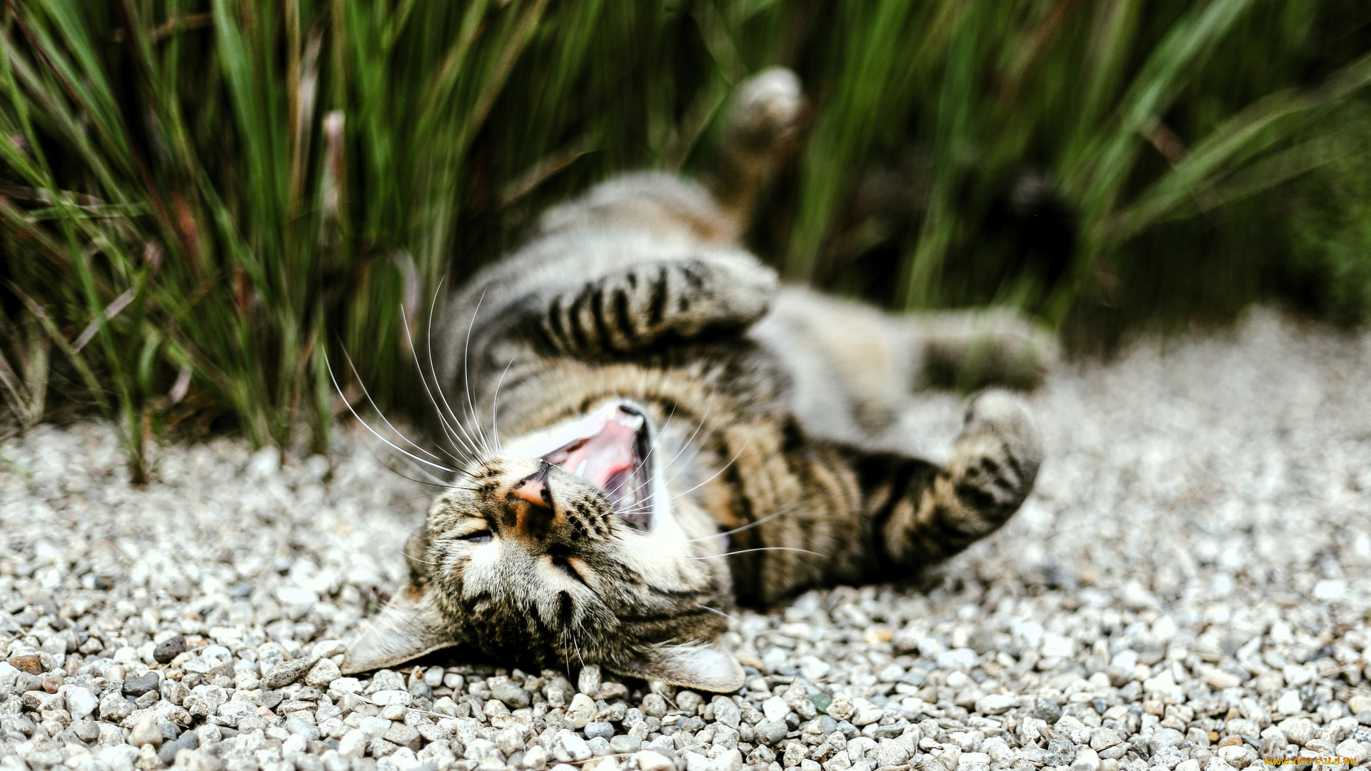 животные, коты, кот, серый, трава, щебенка