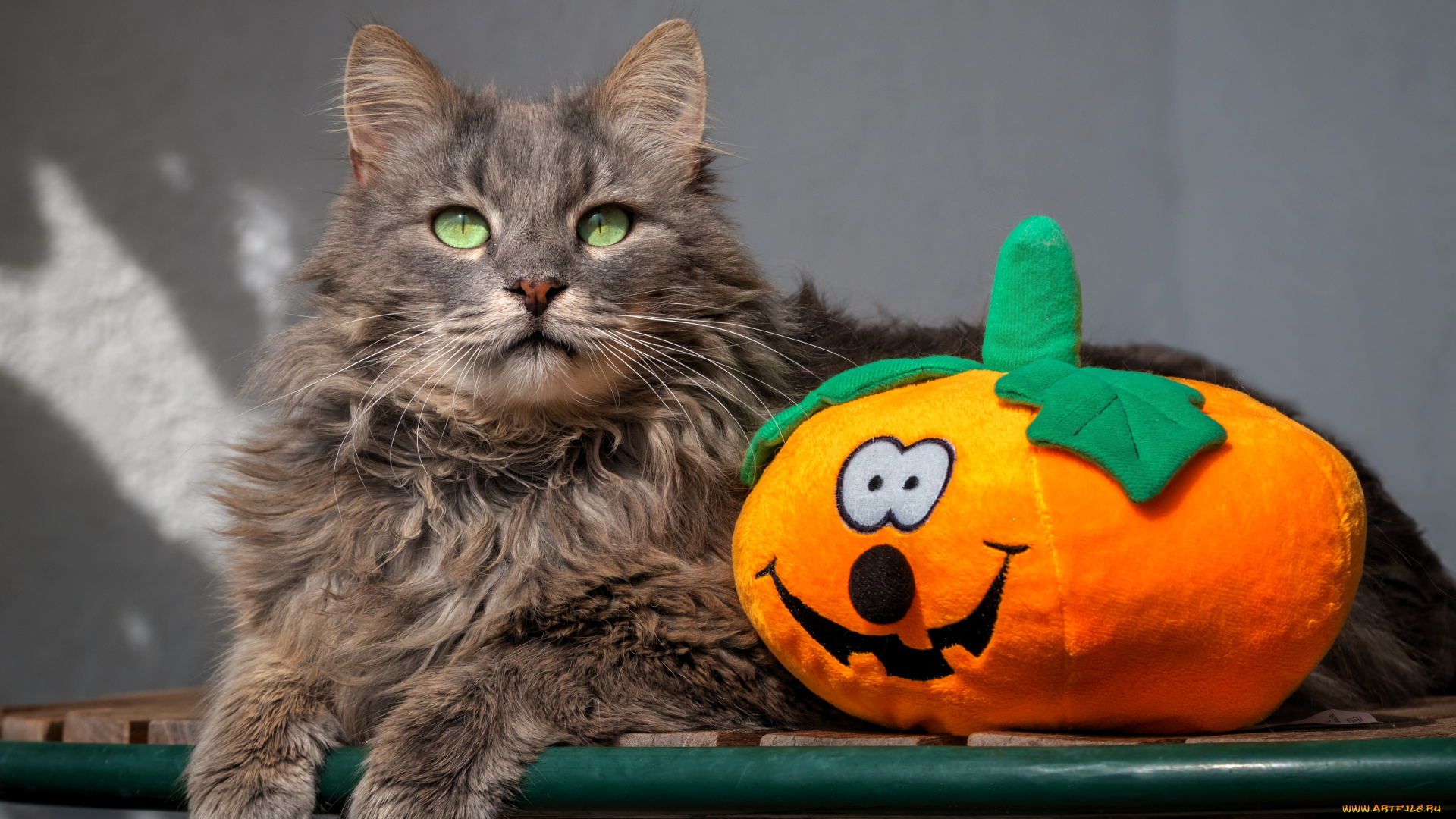 животные, коты, кот, тыква, игрушка, серый, стол, хэллоуин