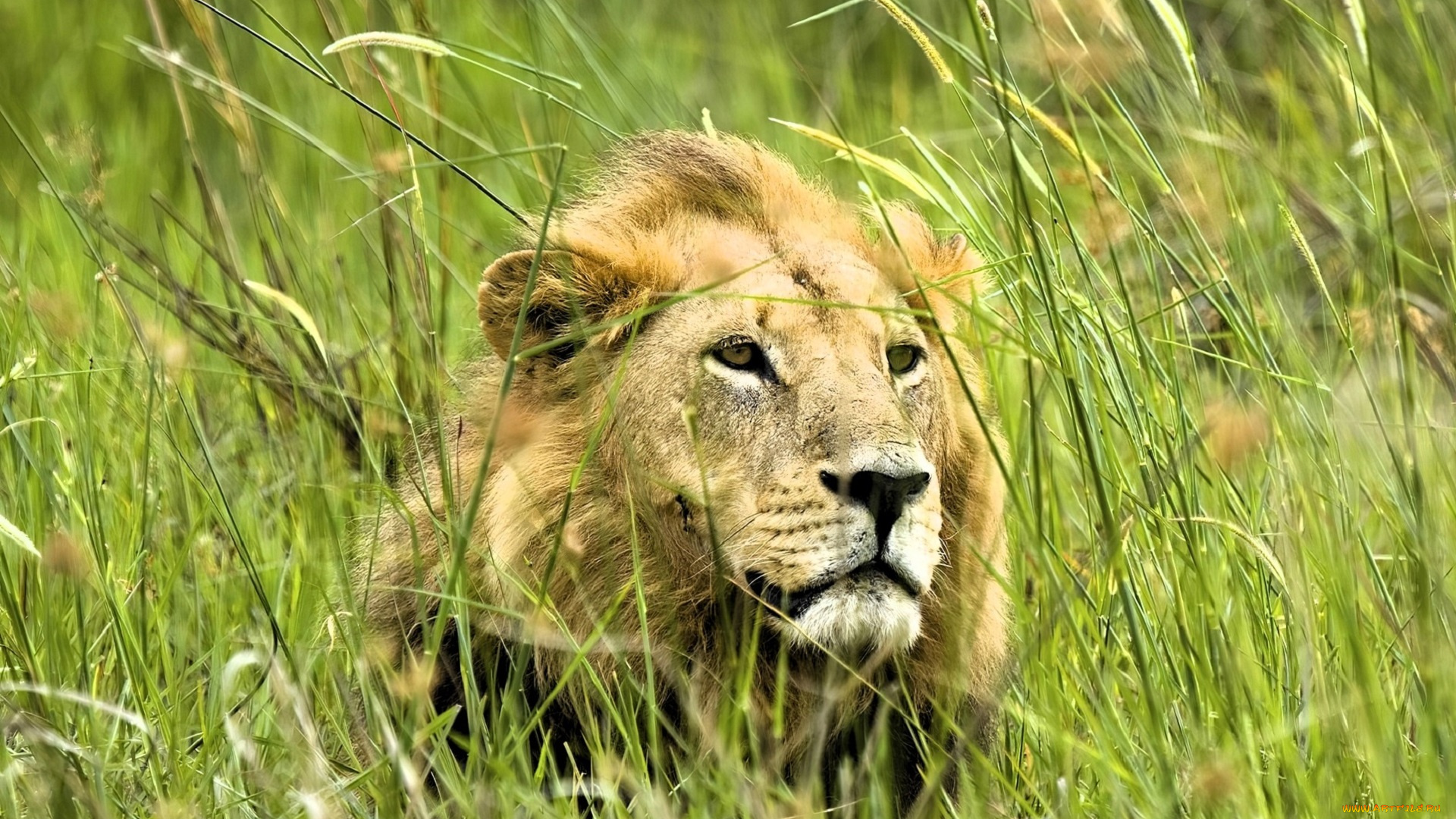 животные, львы, лев, голова, трава