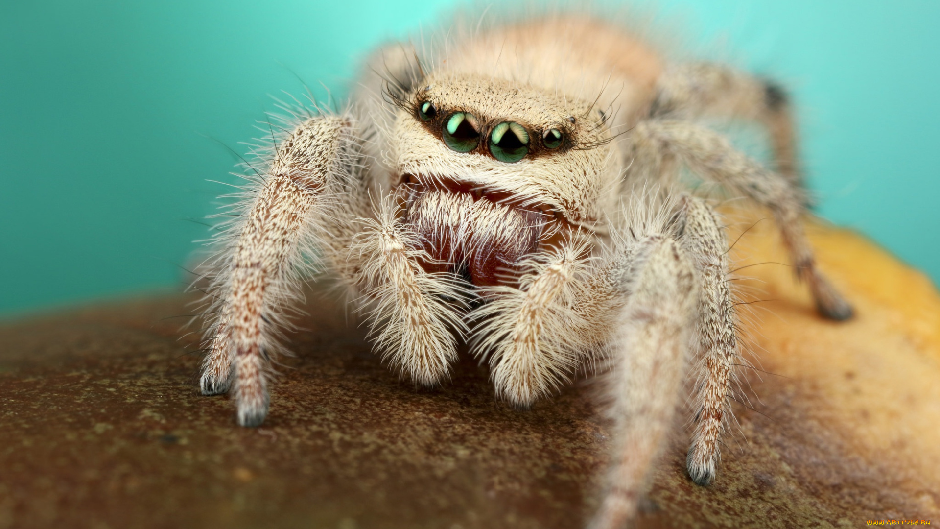 животные, пауки, мохнатый