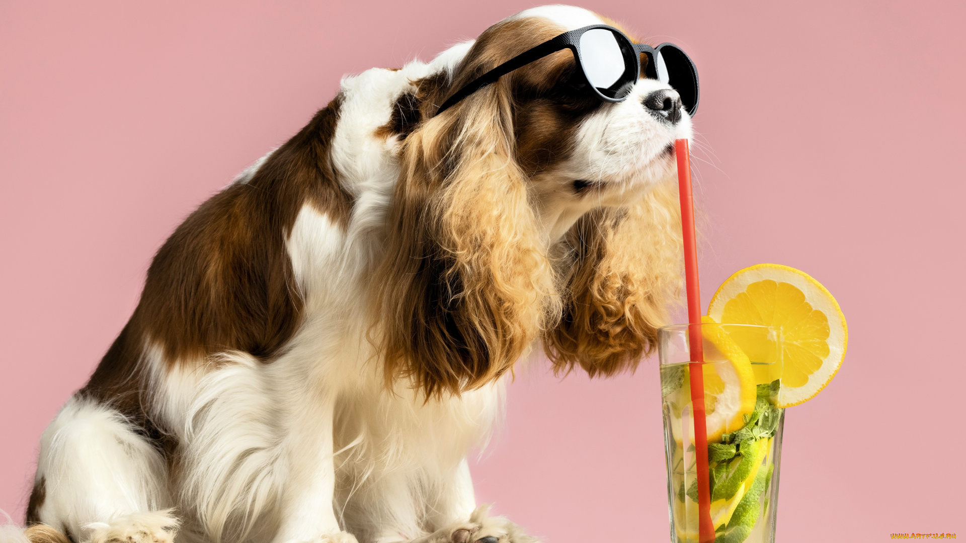 животные, собаки, собака, спаниель, очки, бокал, соломинка