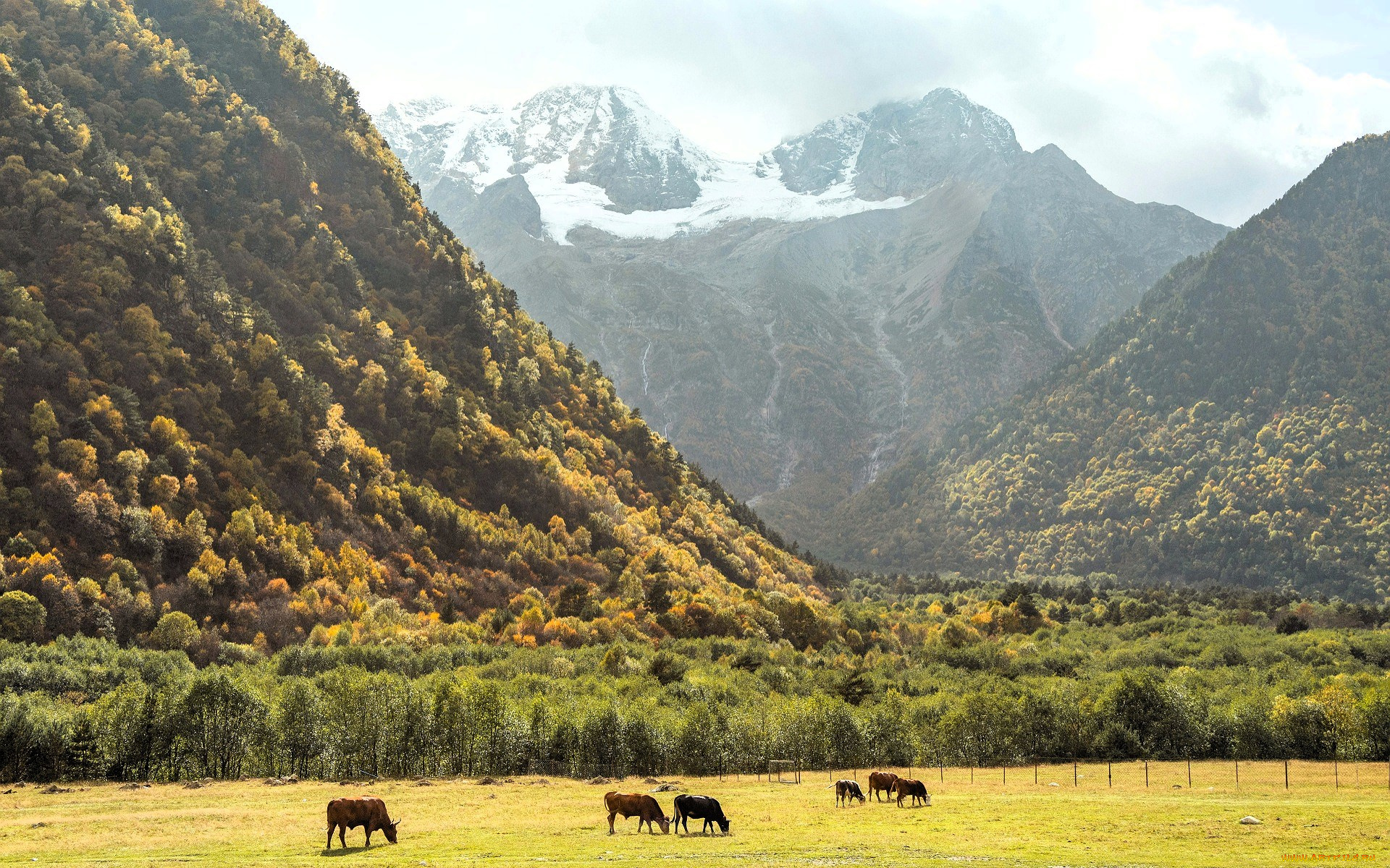 животные, коровы, , буйволы, корова, стадо, луг, трава, забор, горы, осень, лес