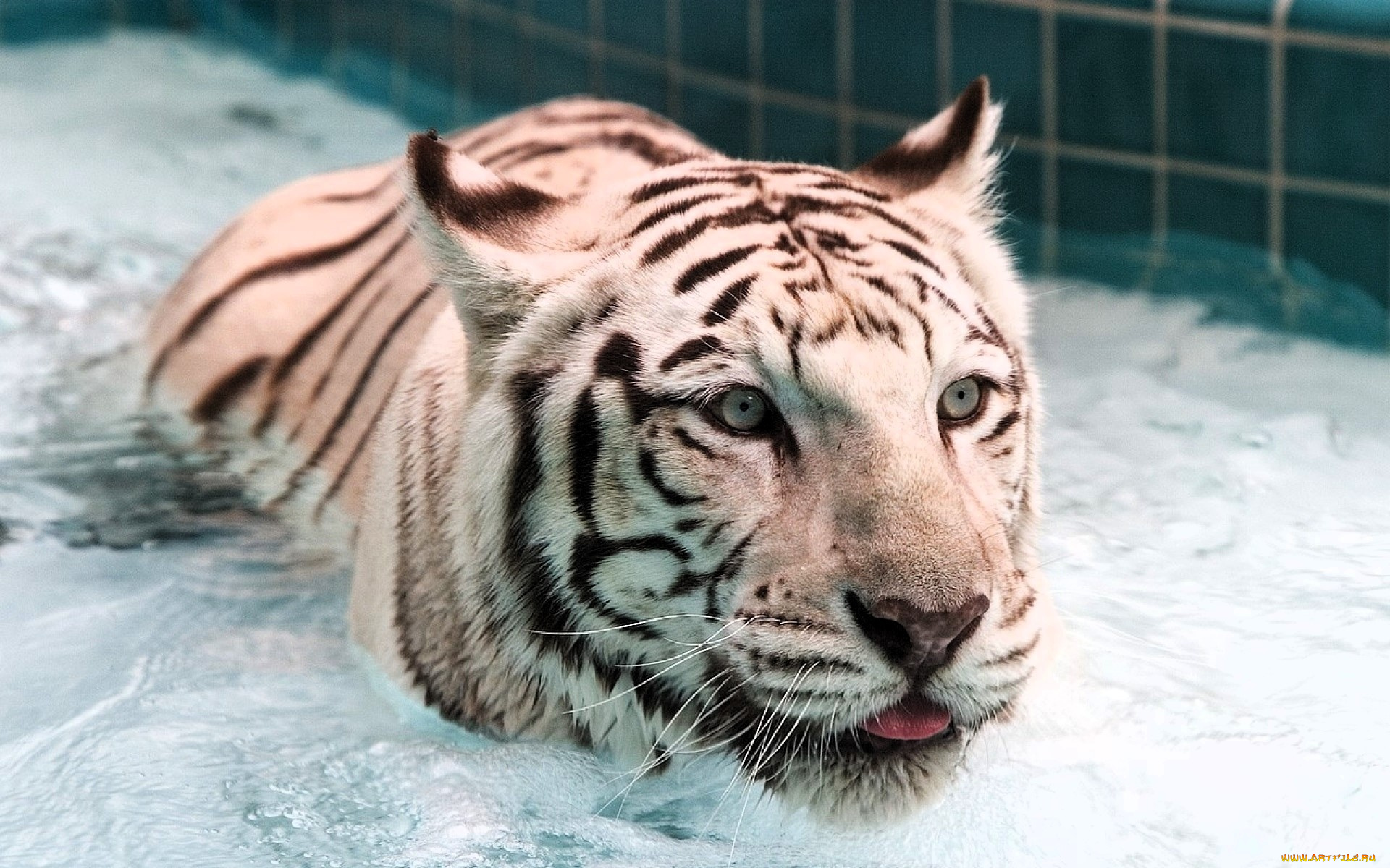 животные, тигры, тигр, белый, вода, бассейн