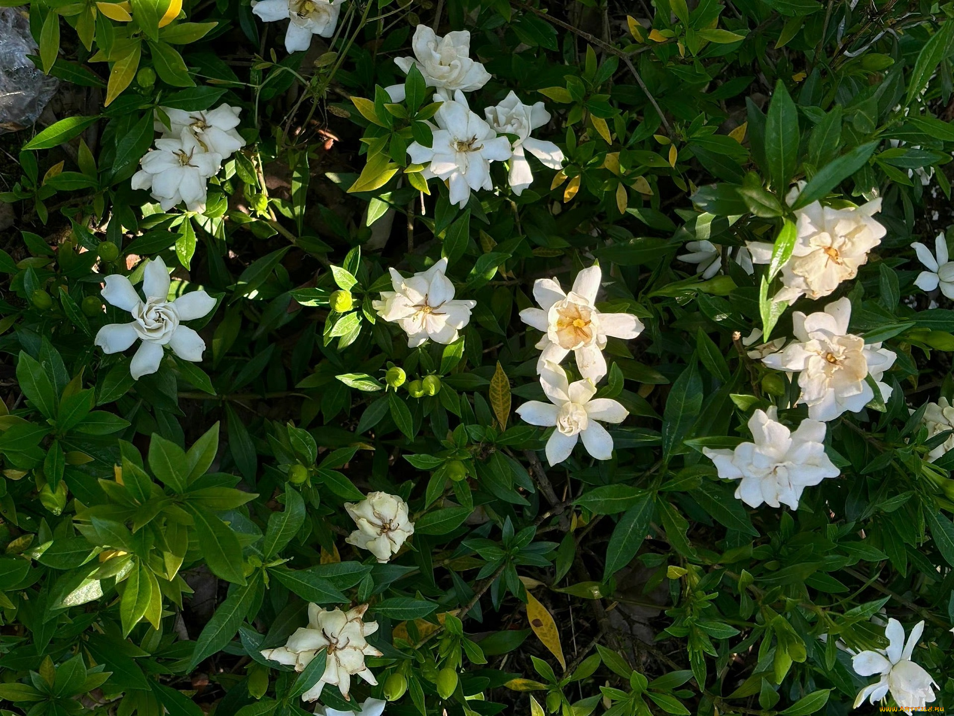 цветы, жасмин