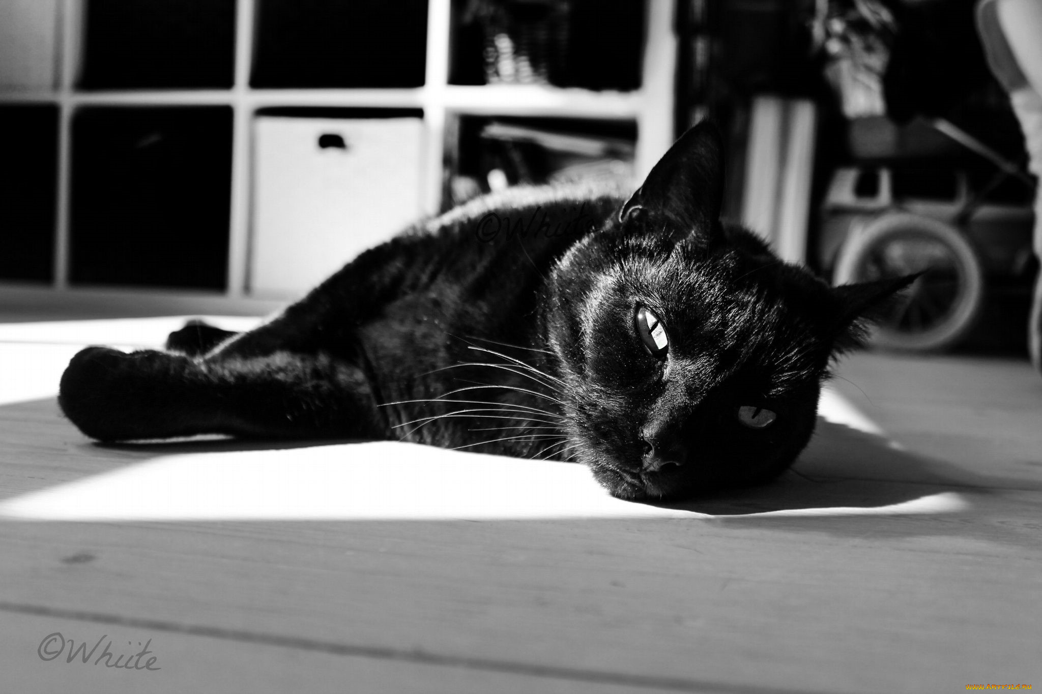 животные, коты, кот, черный, пол, шкаф