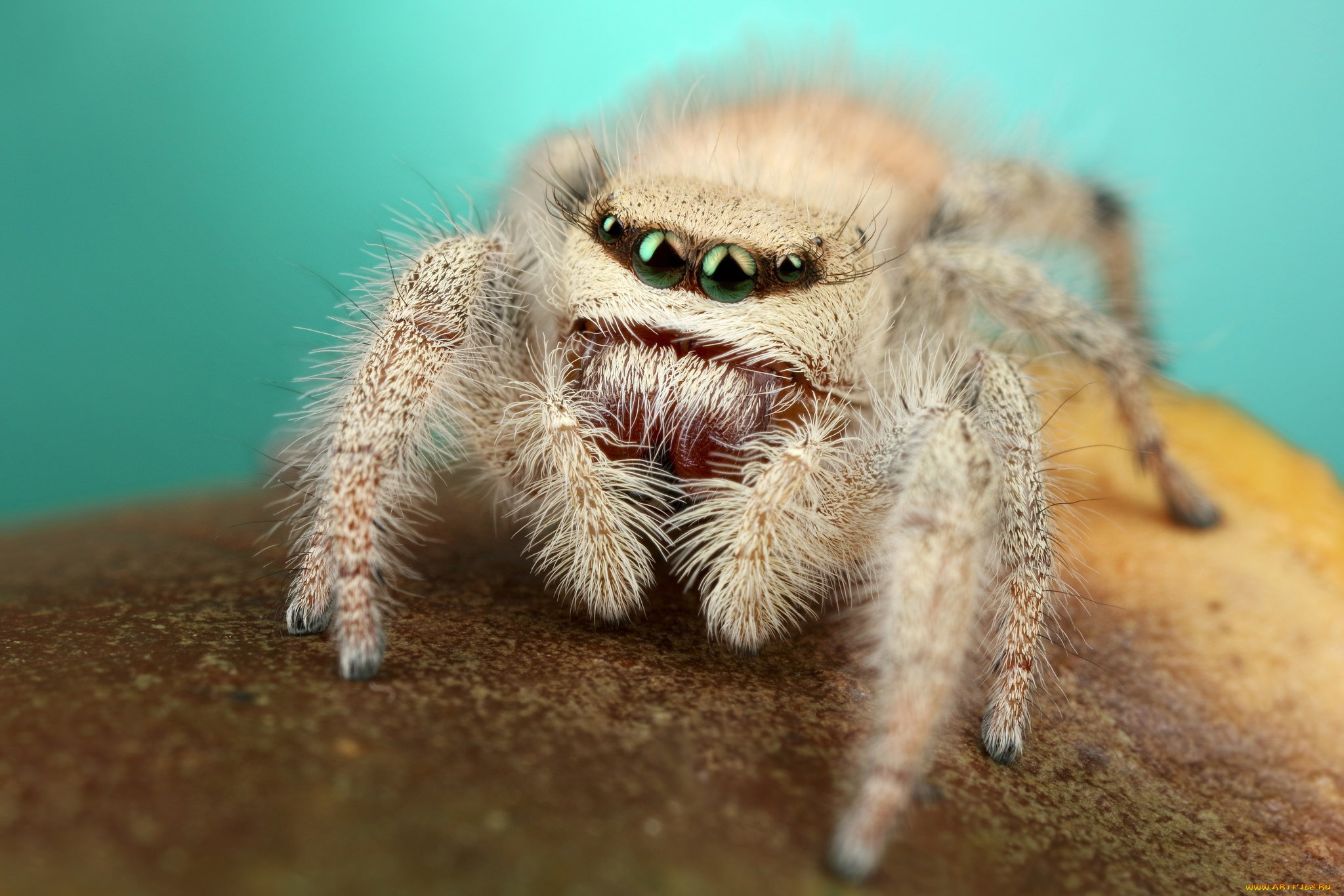животные, пауки, мохнатый