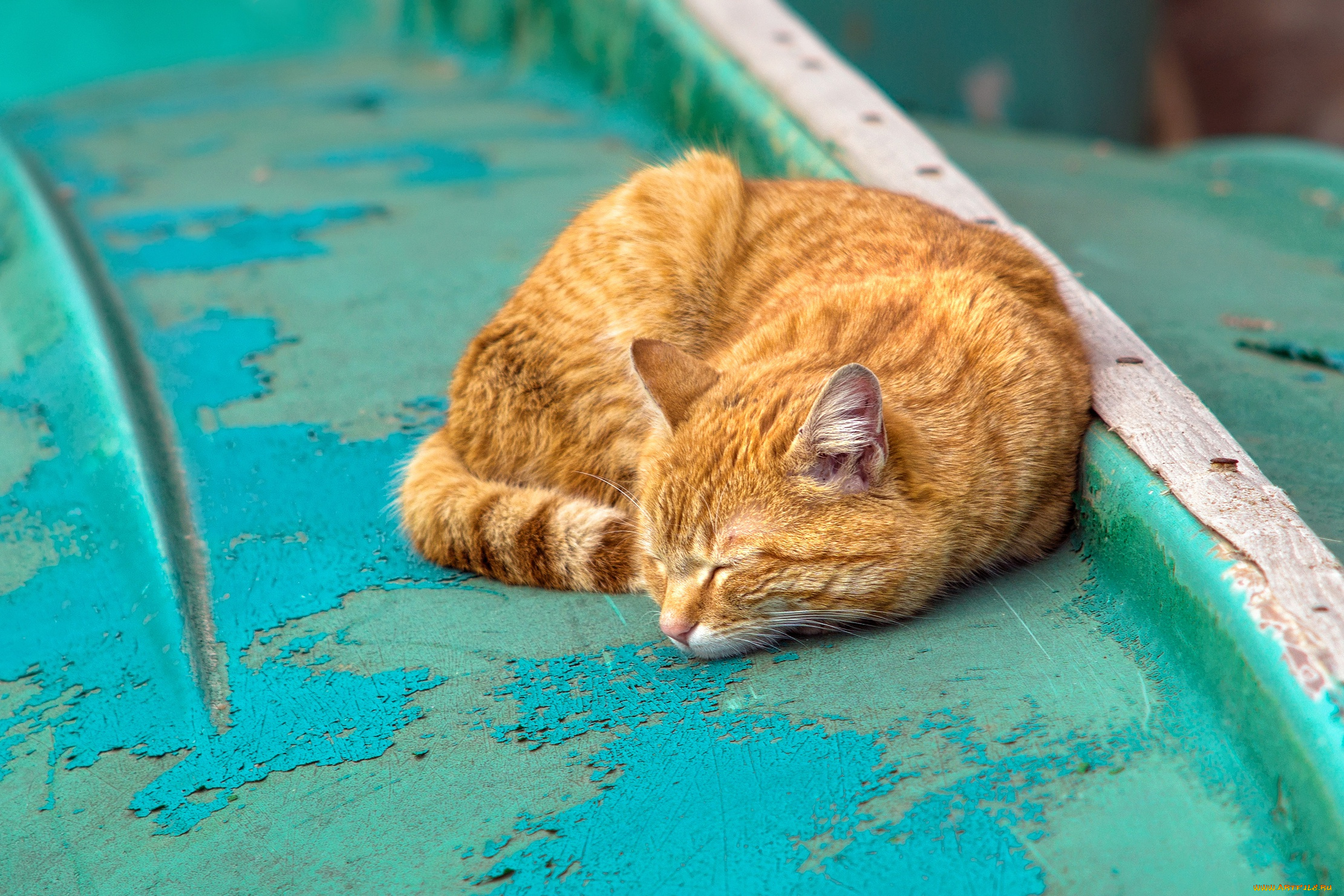 животные, коты, кот, кошка