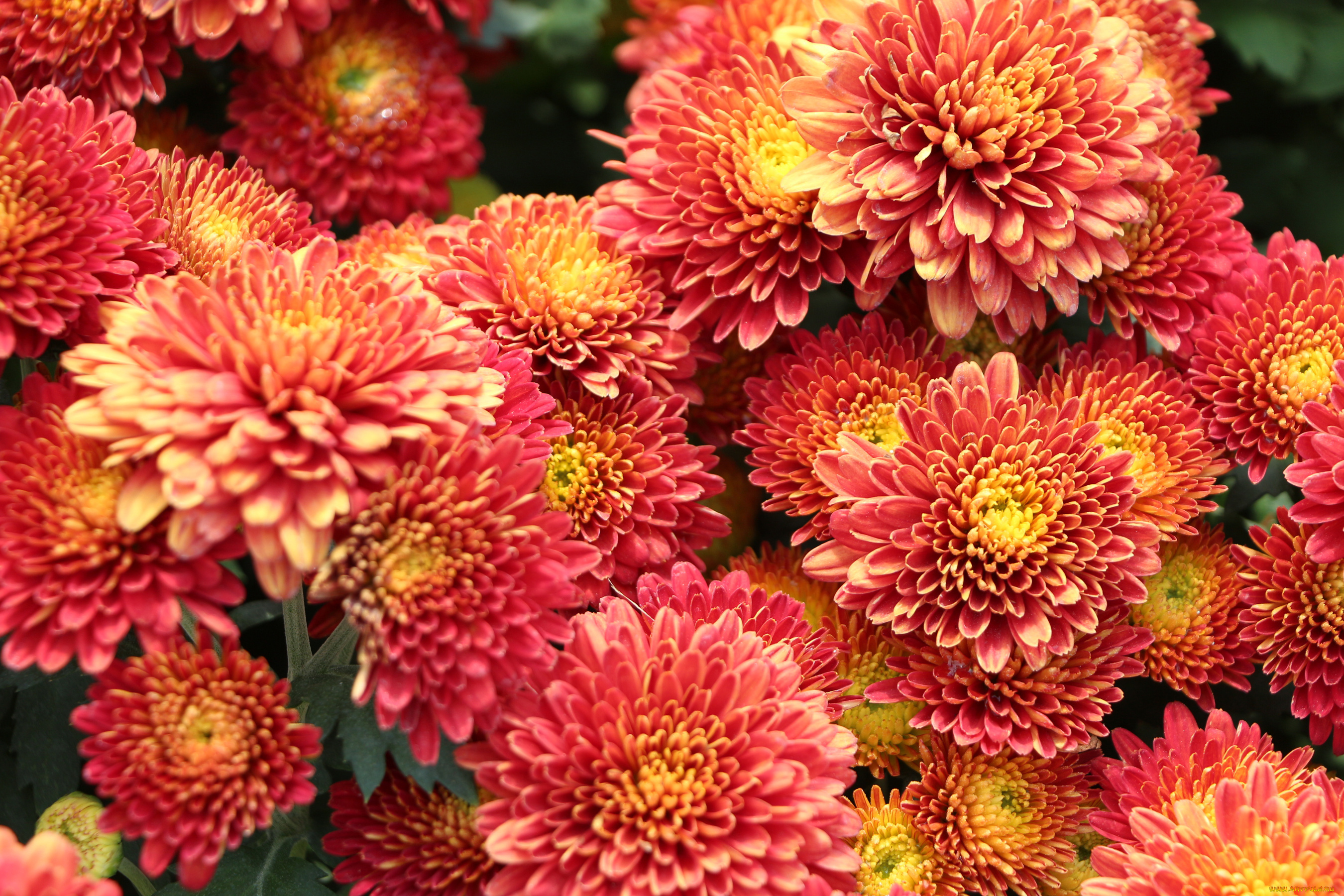 цветы, хризантемы