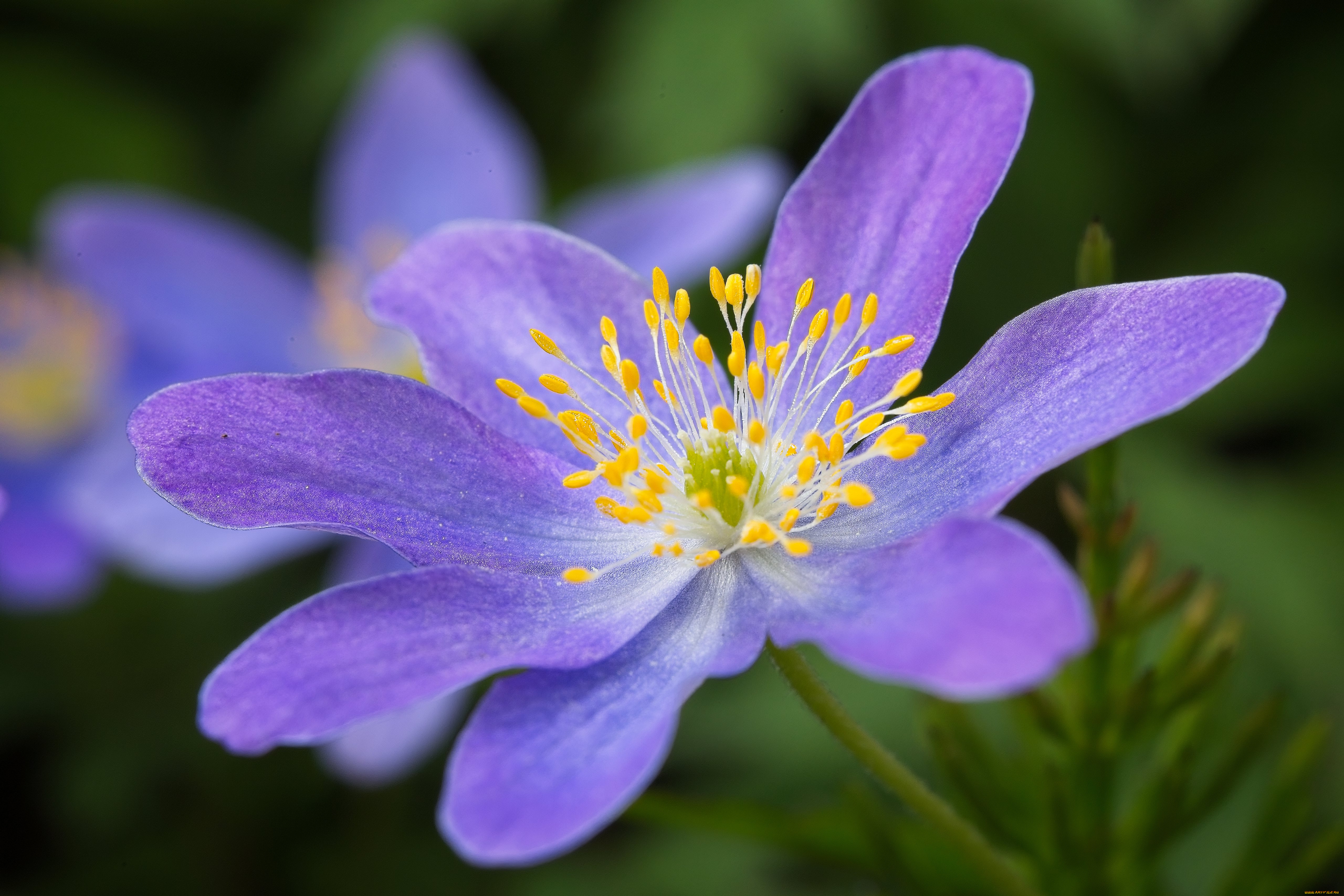 цветы, ветреницы, , печёночницы, цветок