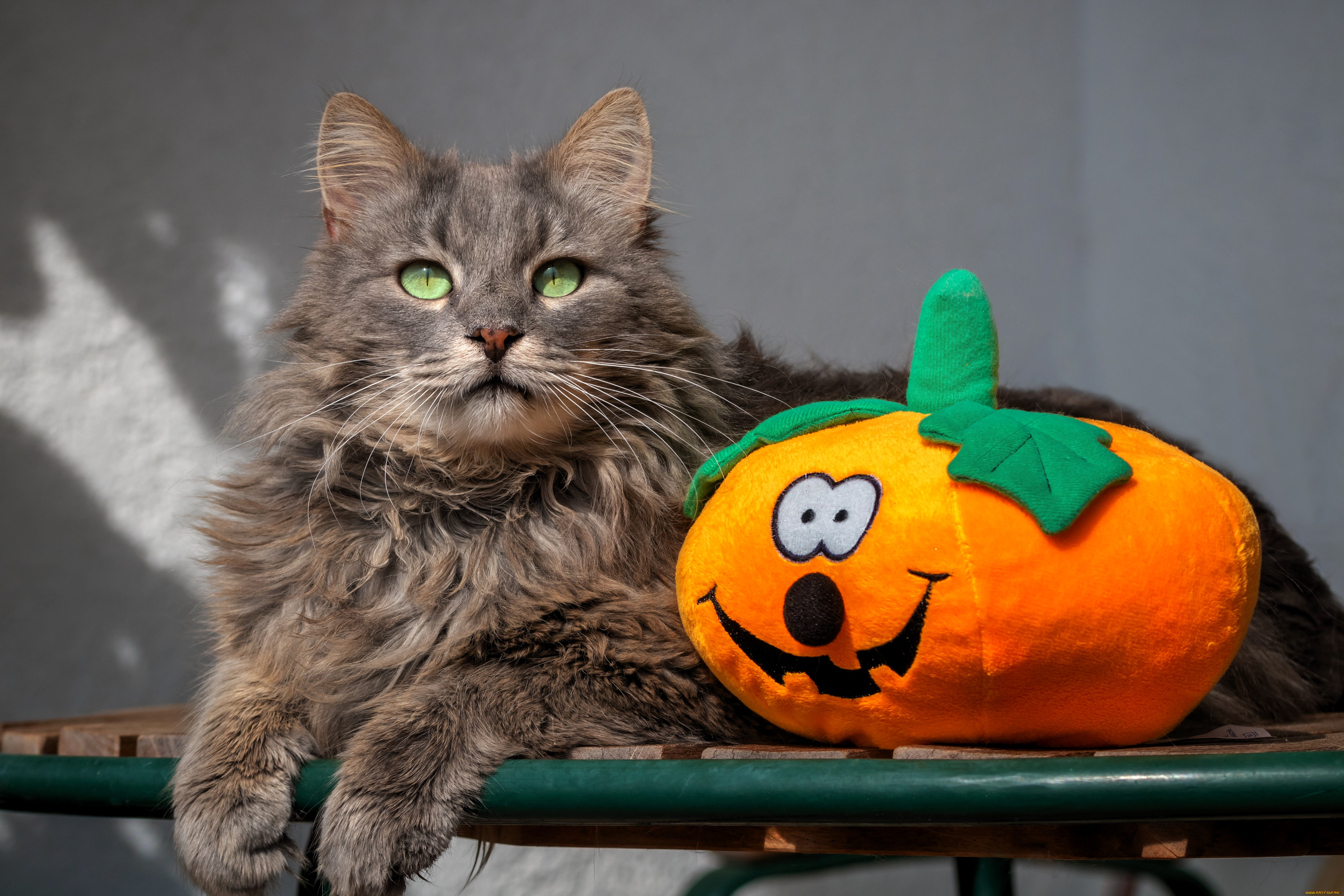 животные, коты, кот, тыква, игрушка, серый, стол, хэллоуин