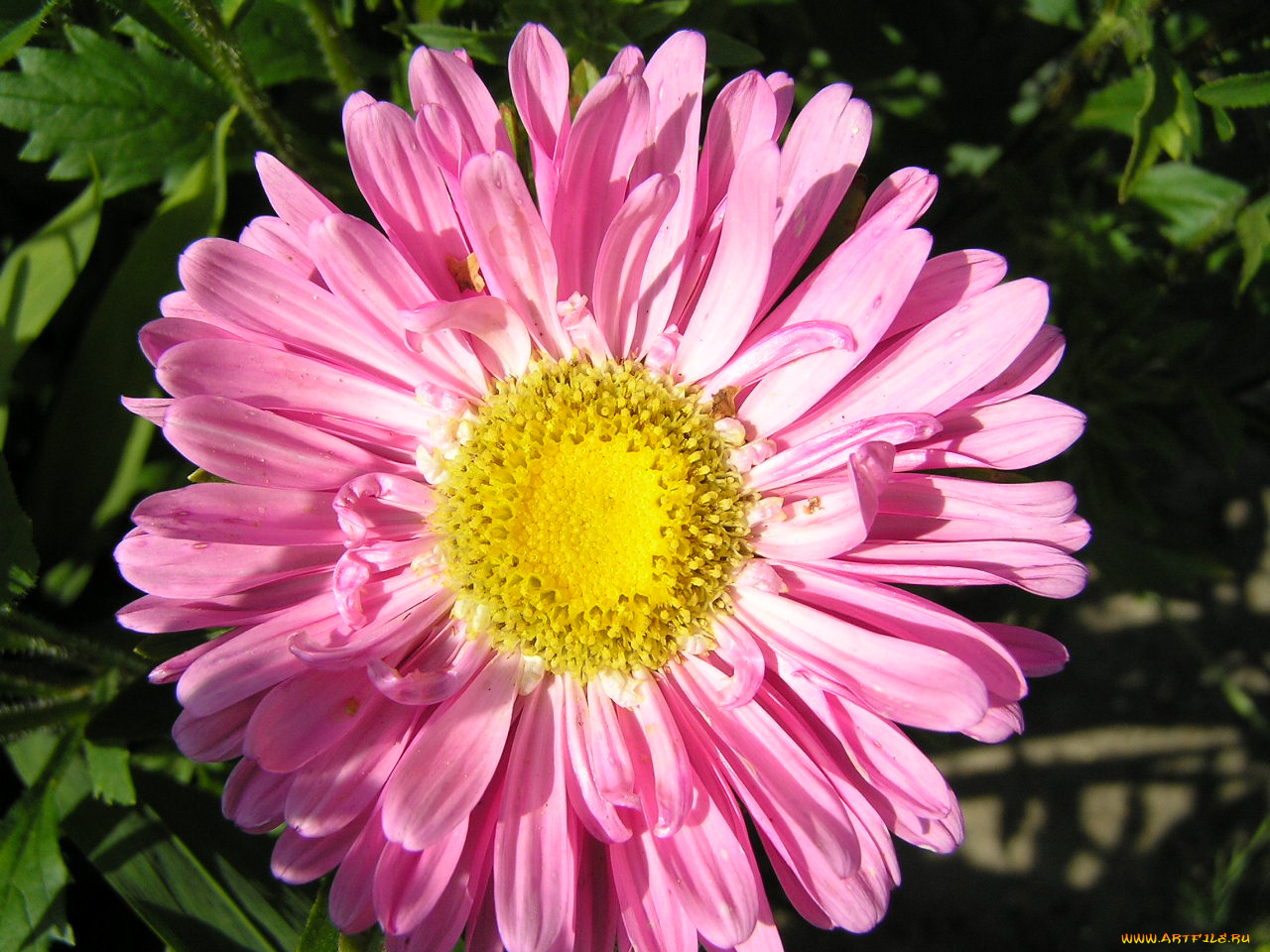 цветы, астры