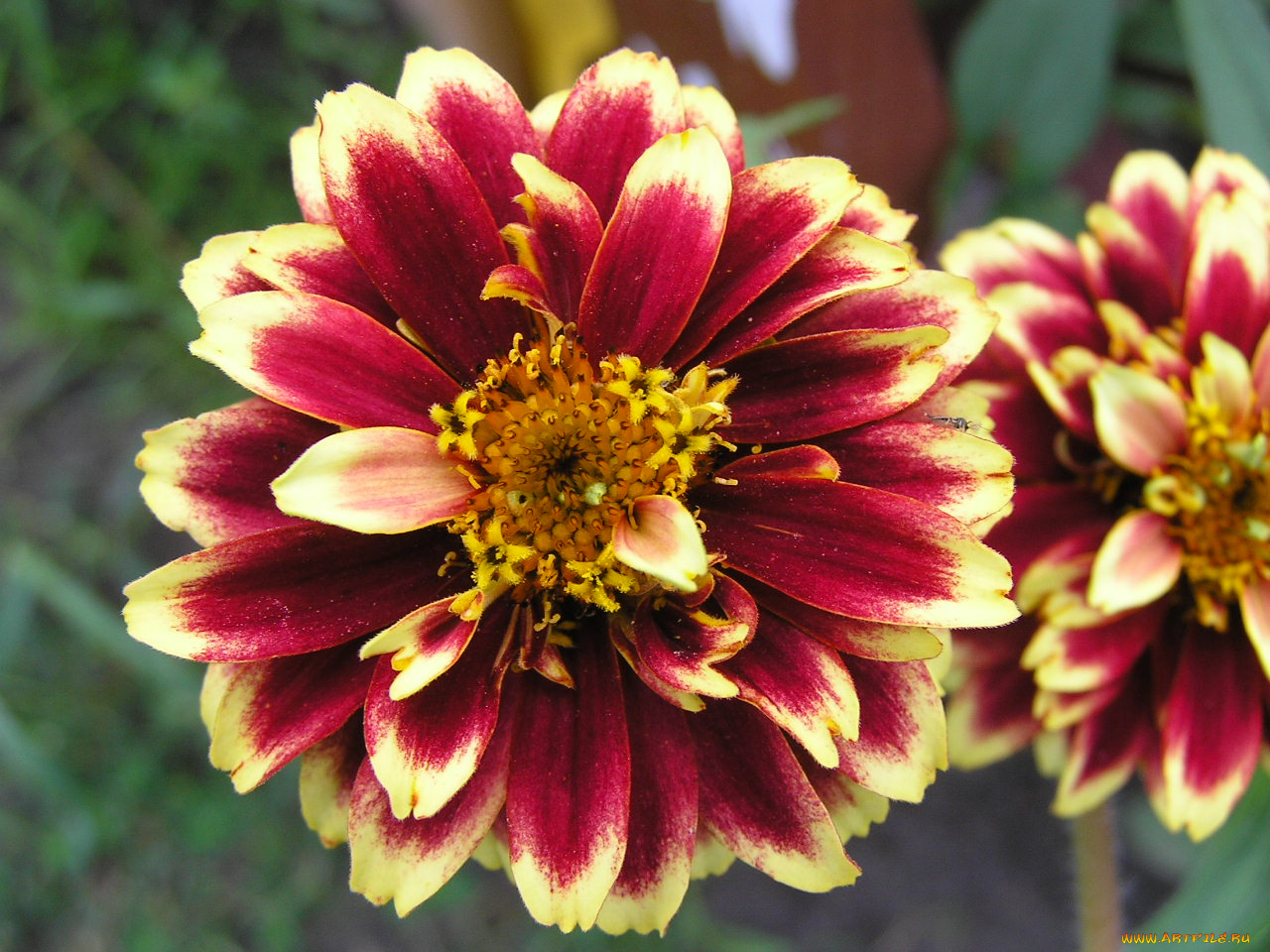 цветы, цинния