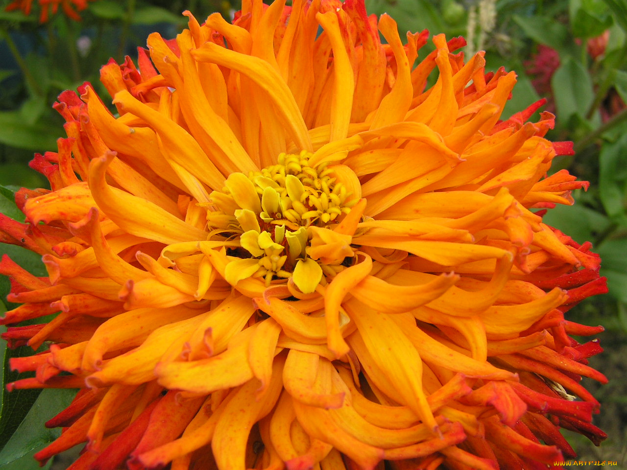 цветы, георгины