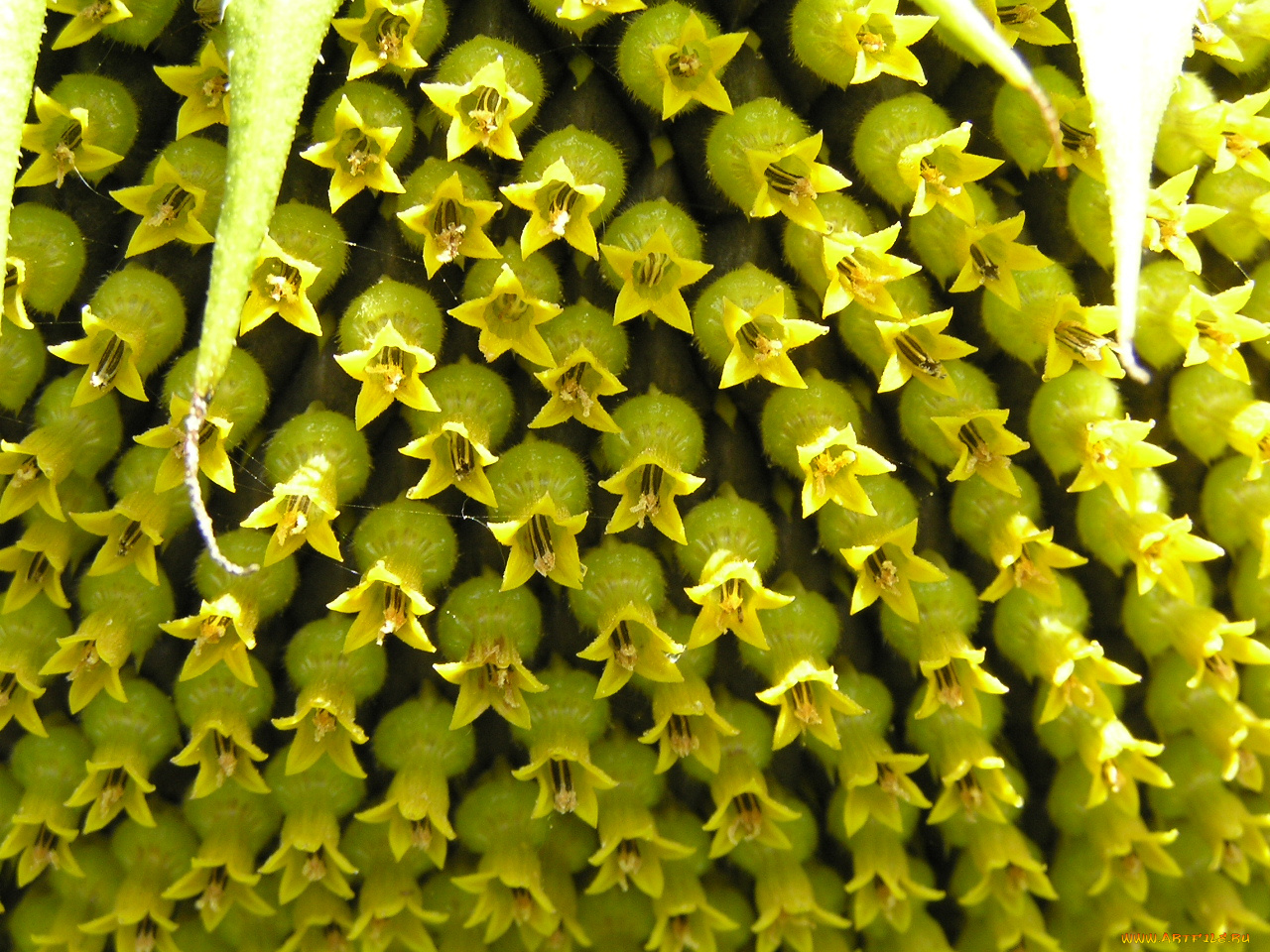 цветы, подсолнухи