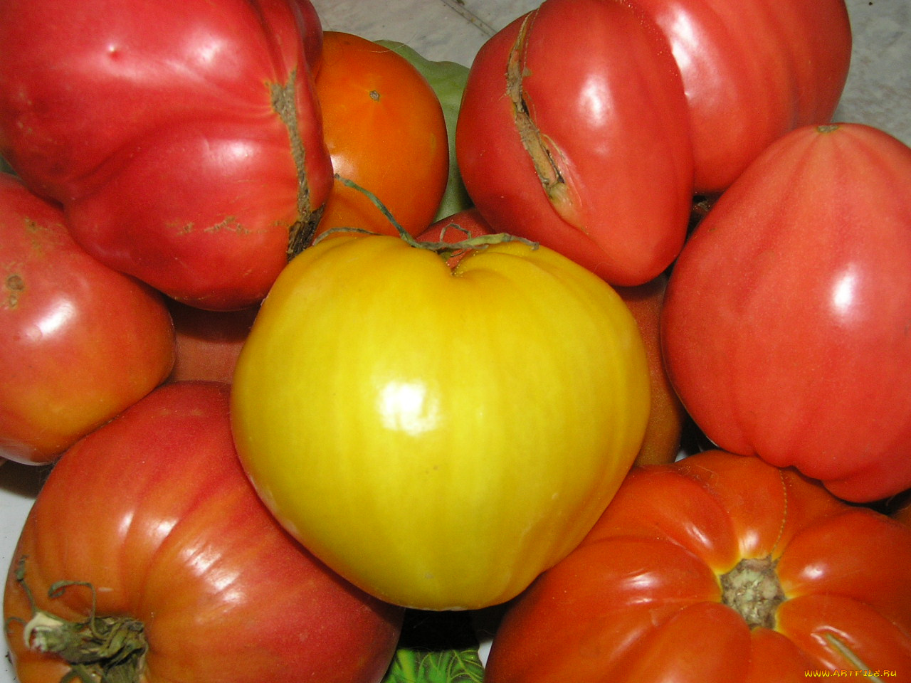 еда, помидоры, томаты