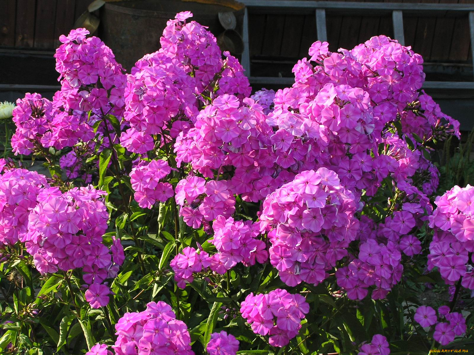 флоксы, цветы