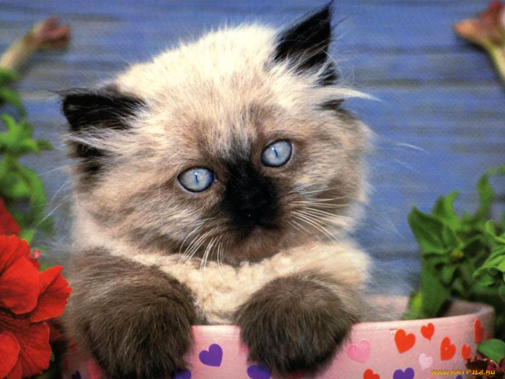 животные, коты