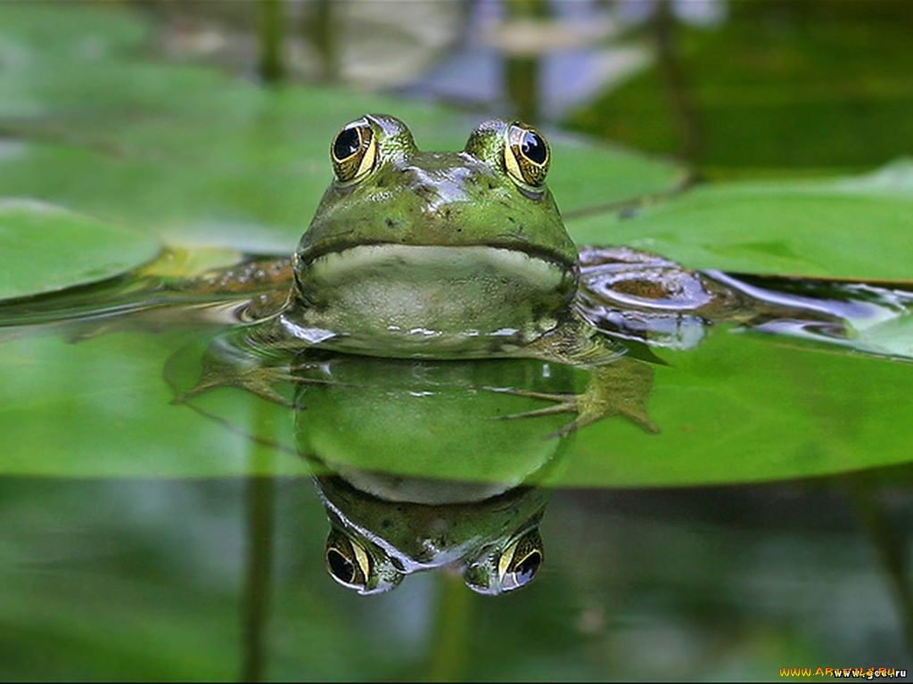 животные, лягушки