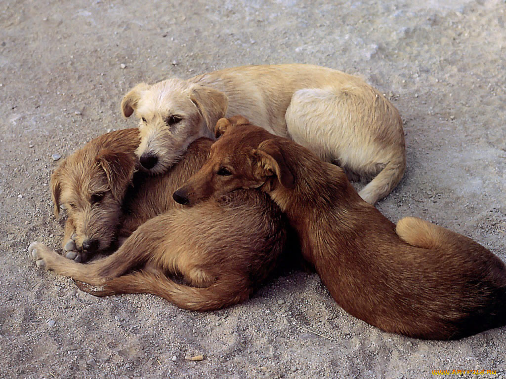 животные, собаки