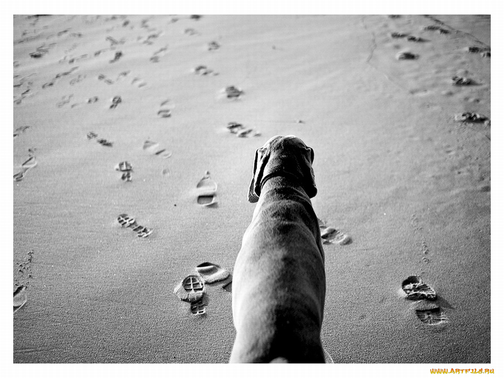 животные, собаки