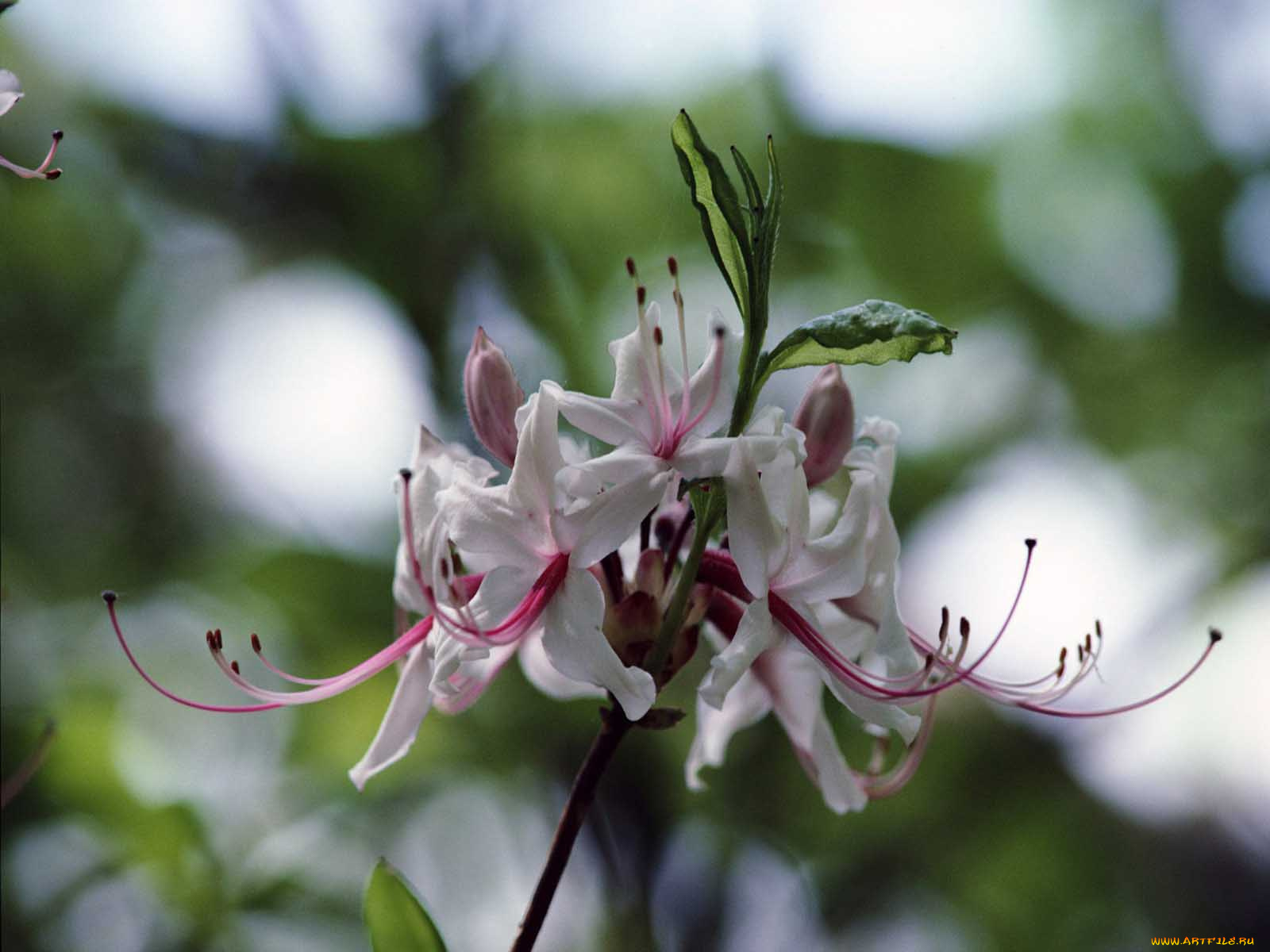 цветы, рододендроны, азалии