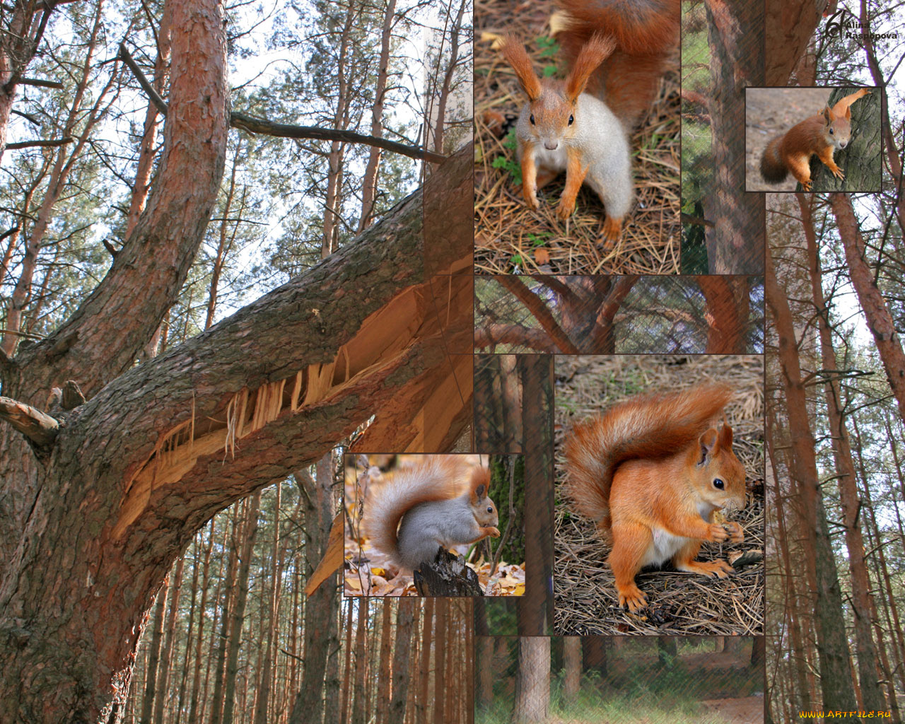белка, животные, белки