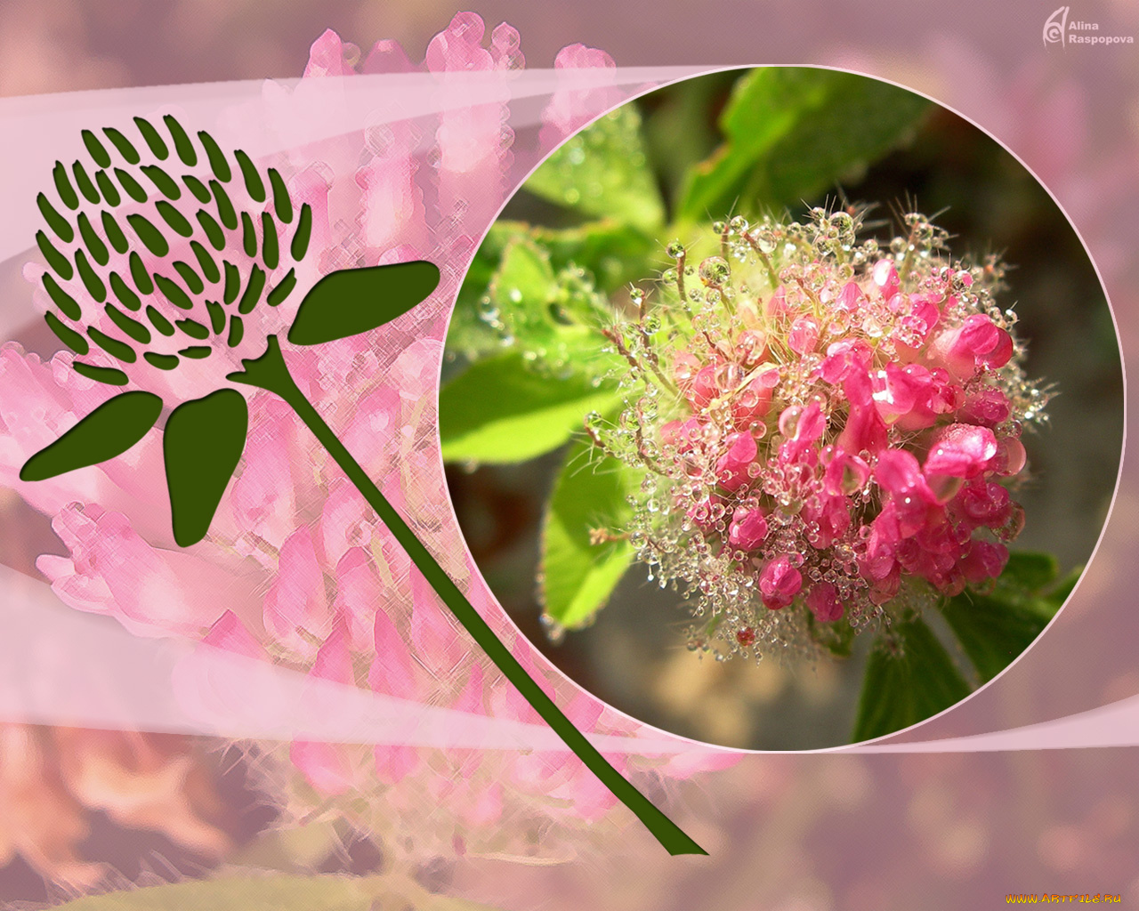 клевер, цветы, луговые, полевые