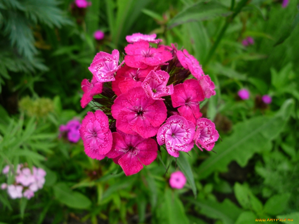 цветы, гвоздики