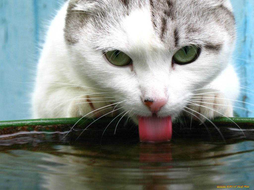 животные, коты