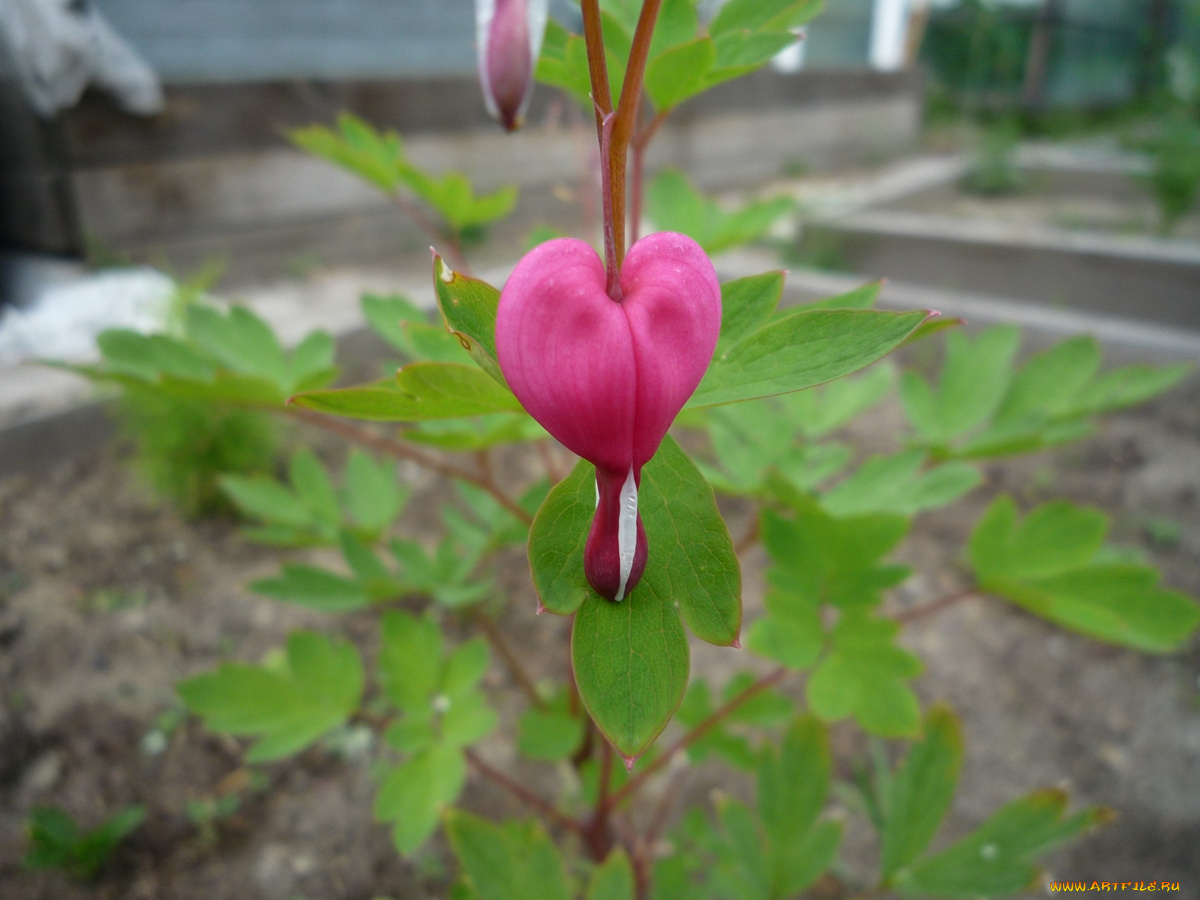 цветы, дицентра, разбитое, сердце