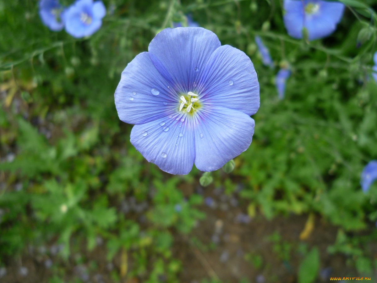 цветы, луговые, полевые