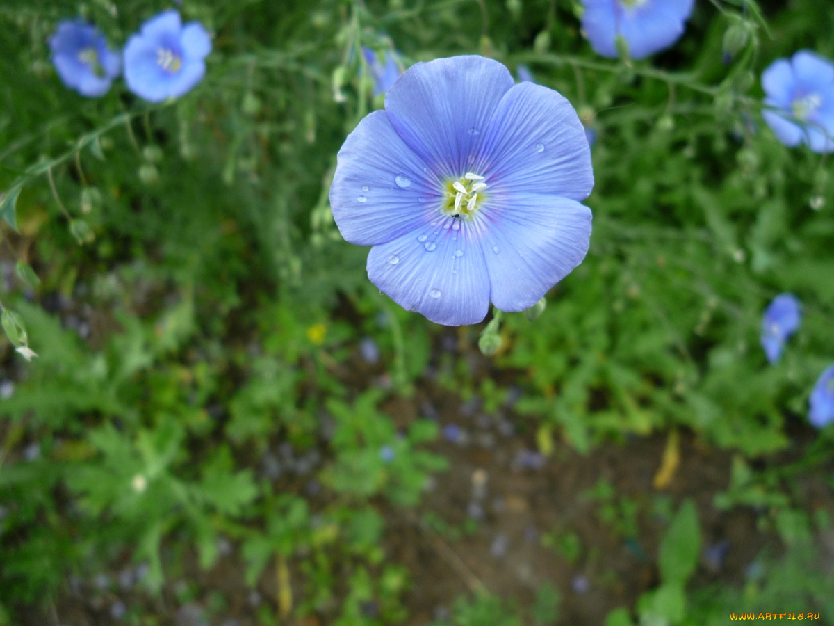 цветы, луговые, полевые