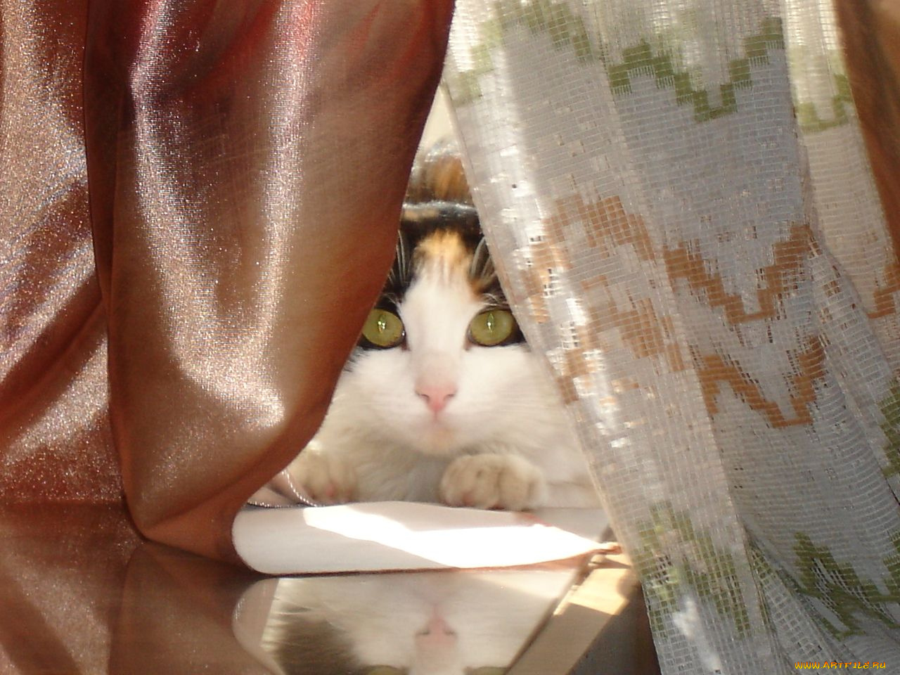 животные, коты