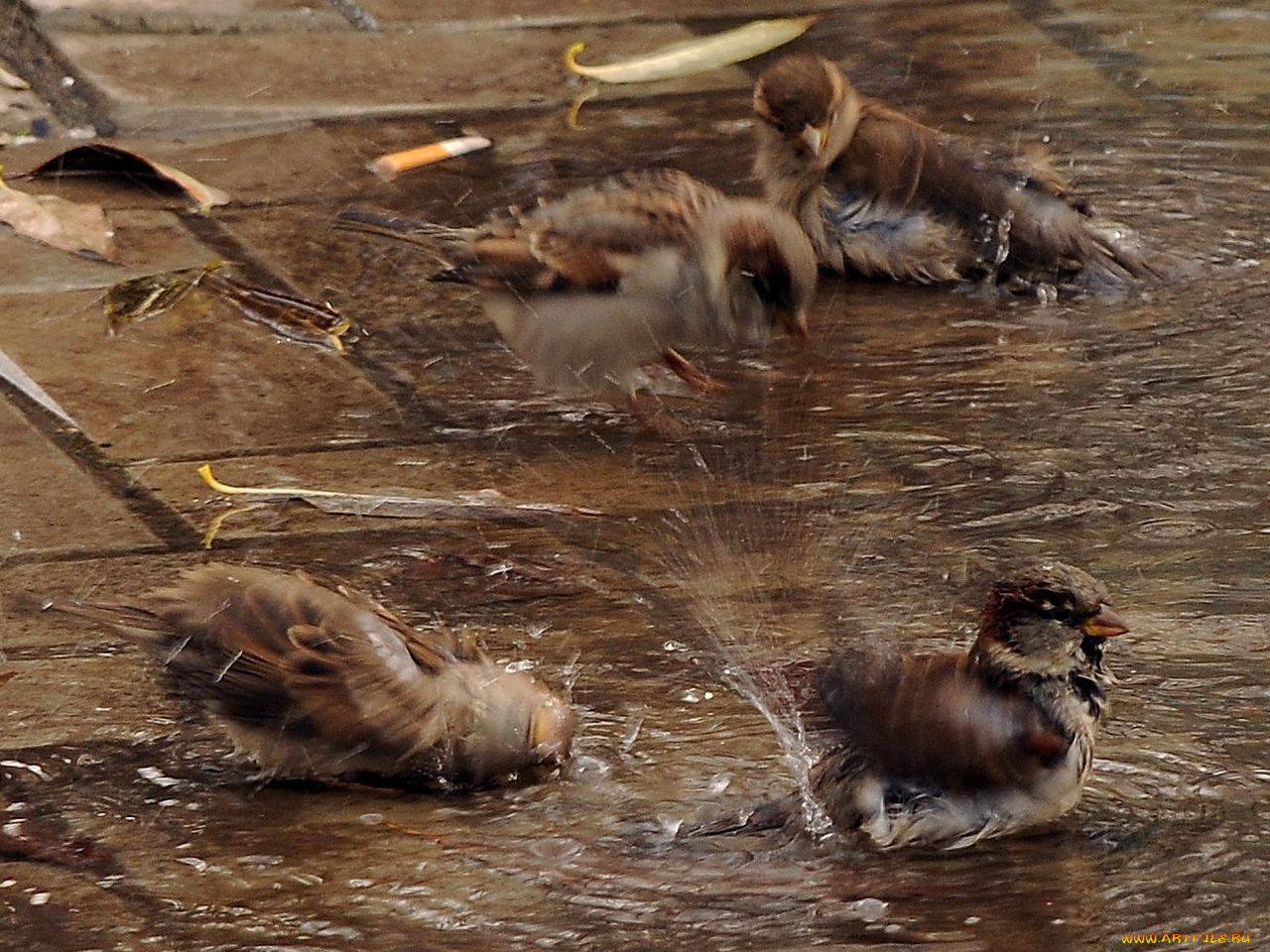 животные, воробьи