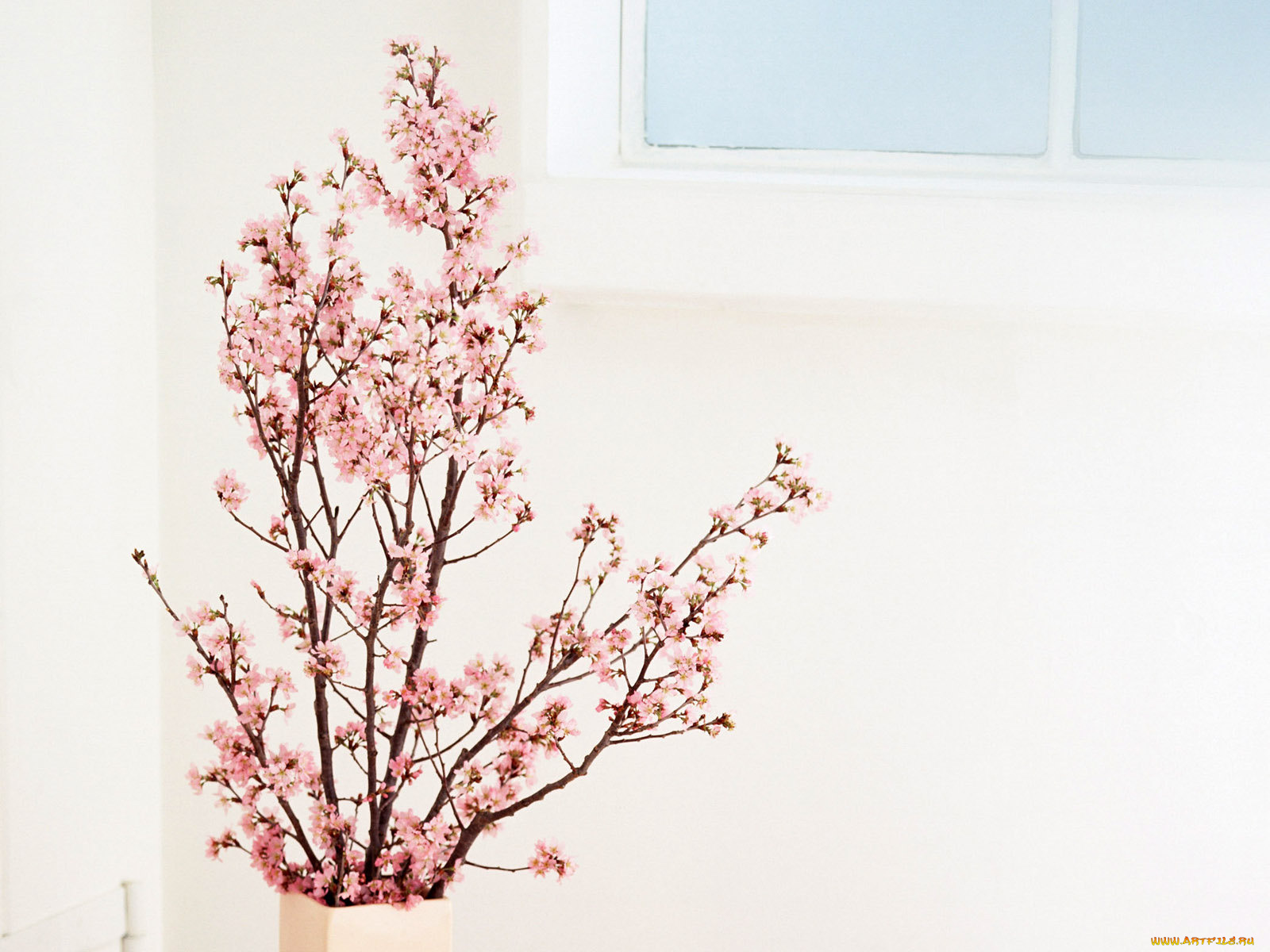 цветы, цветущие, деревья, кустарники