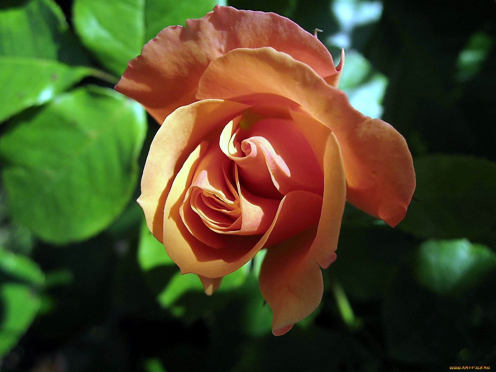 цветы, розы