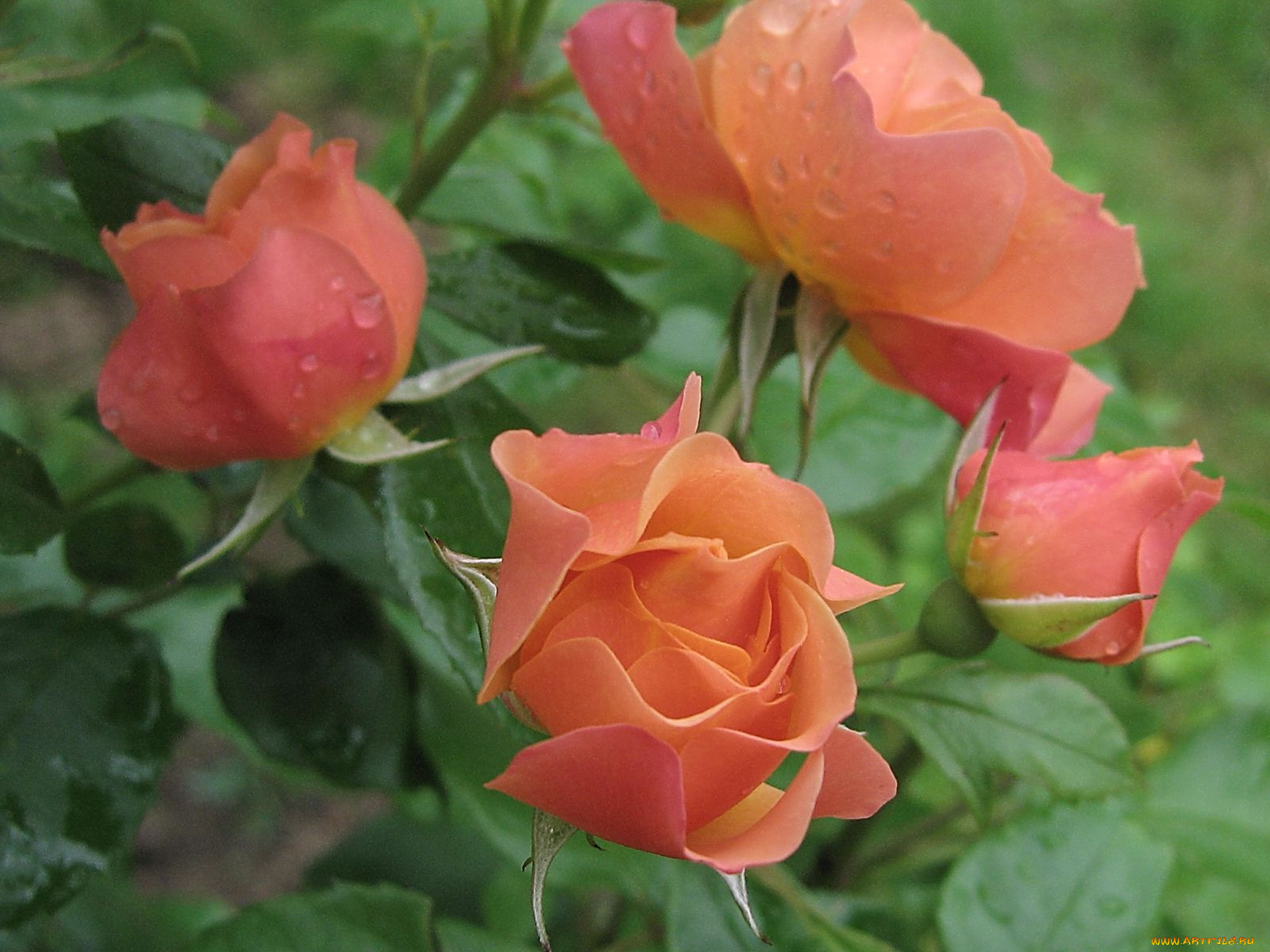 цветы, розы