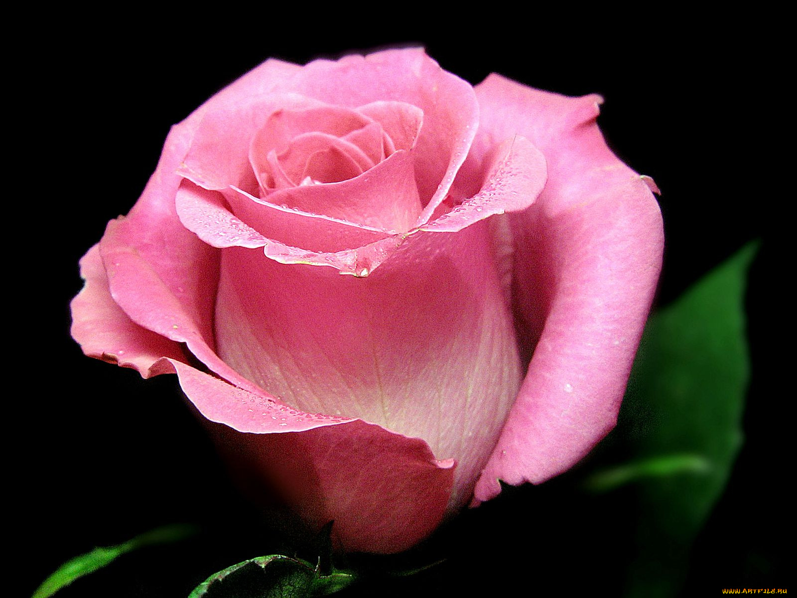 цветы, розы