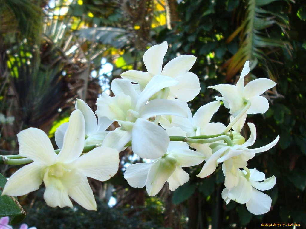 цветы, орхидеи