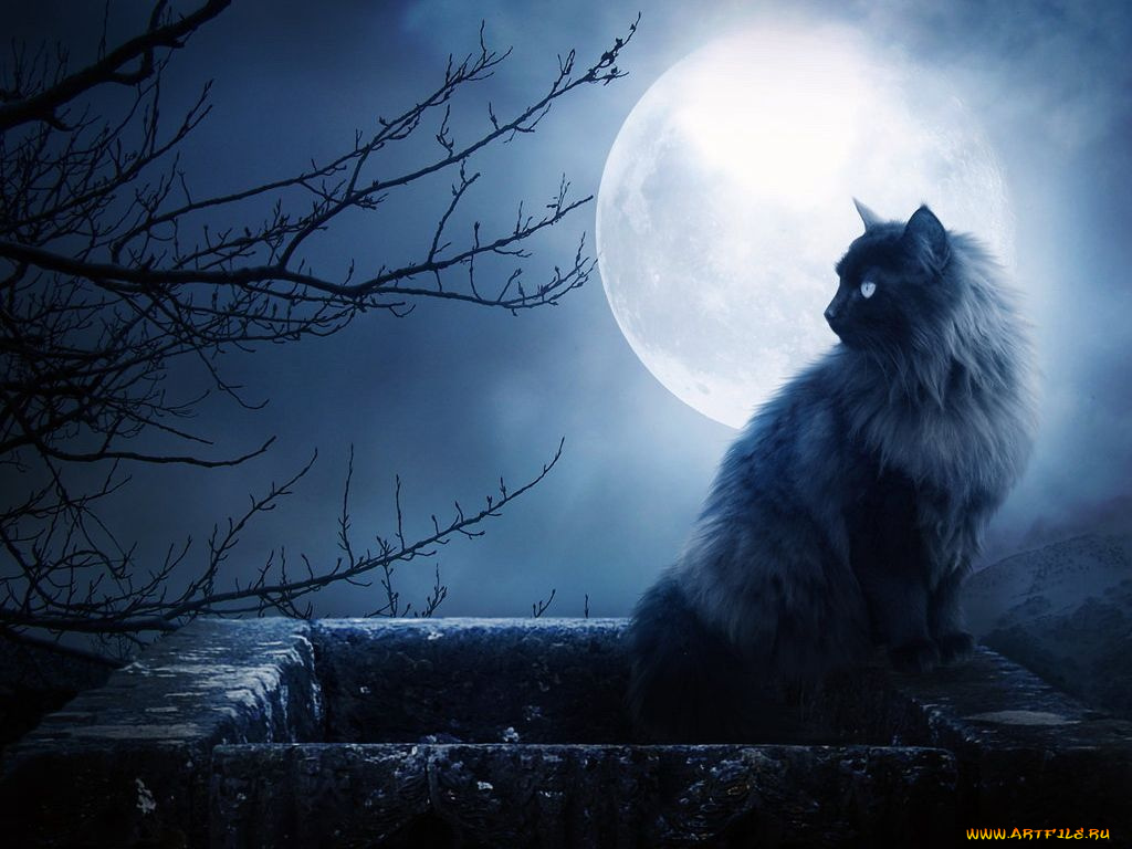 животные, коты