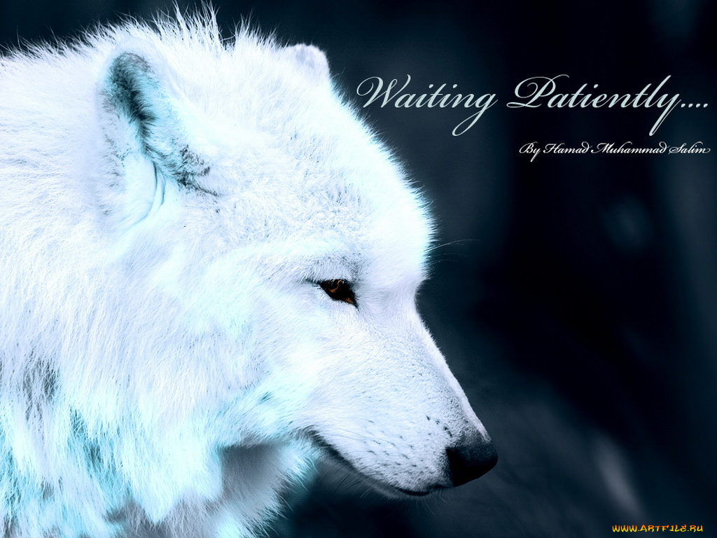 животные, волки